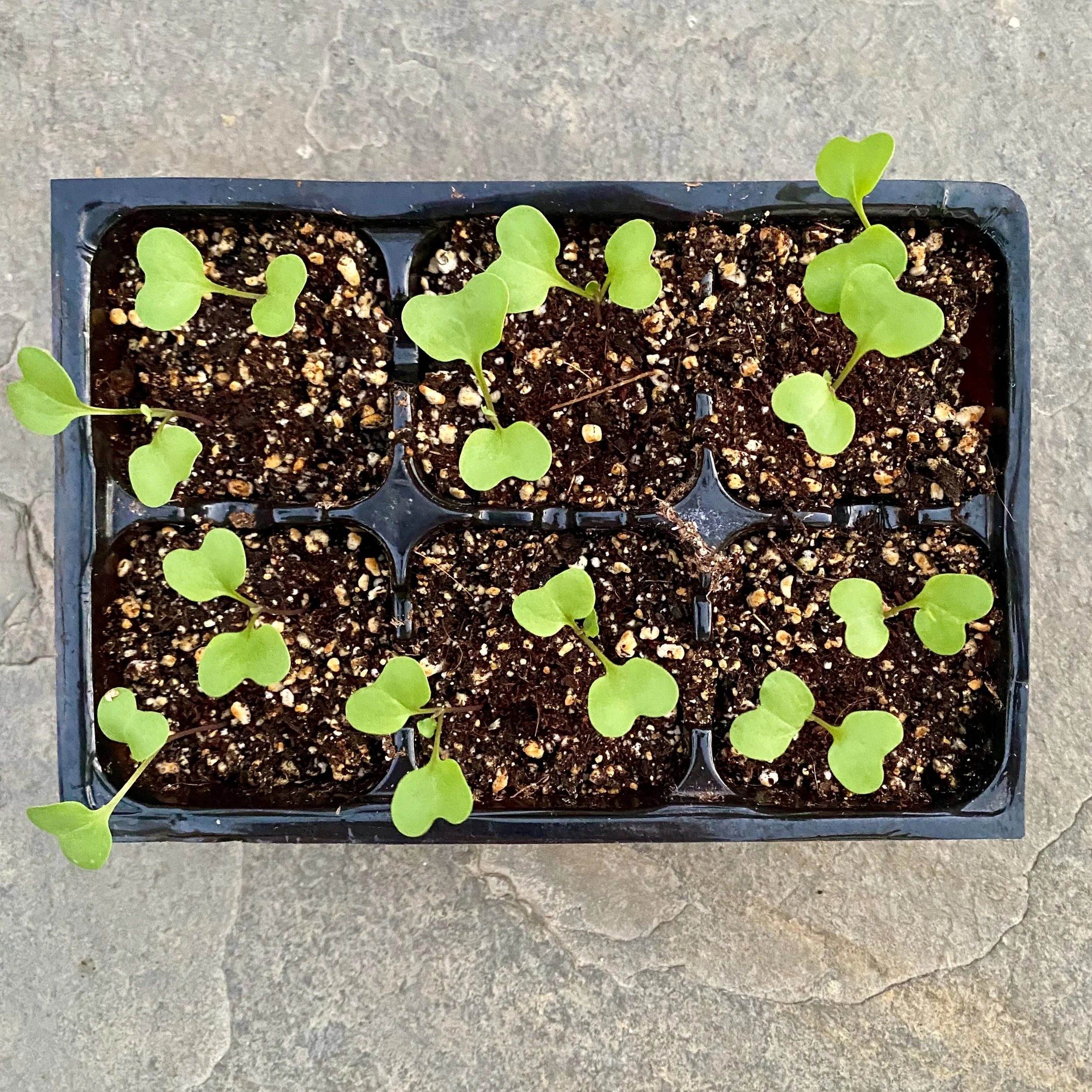 What to Plant in September