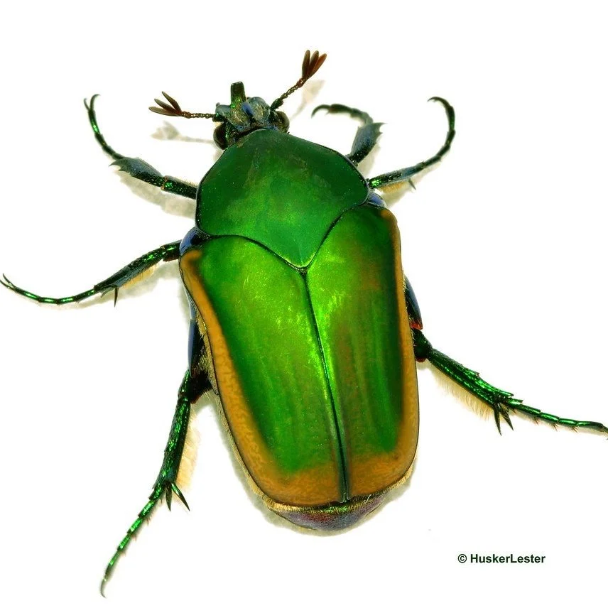 Figeater Beetles: Steal the Look