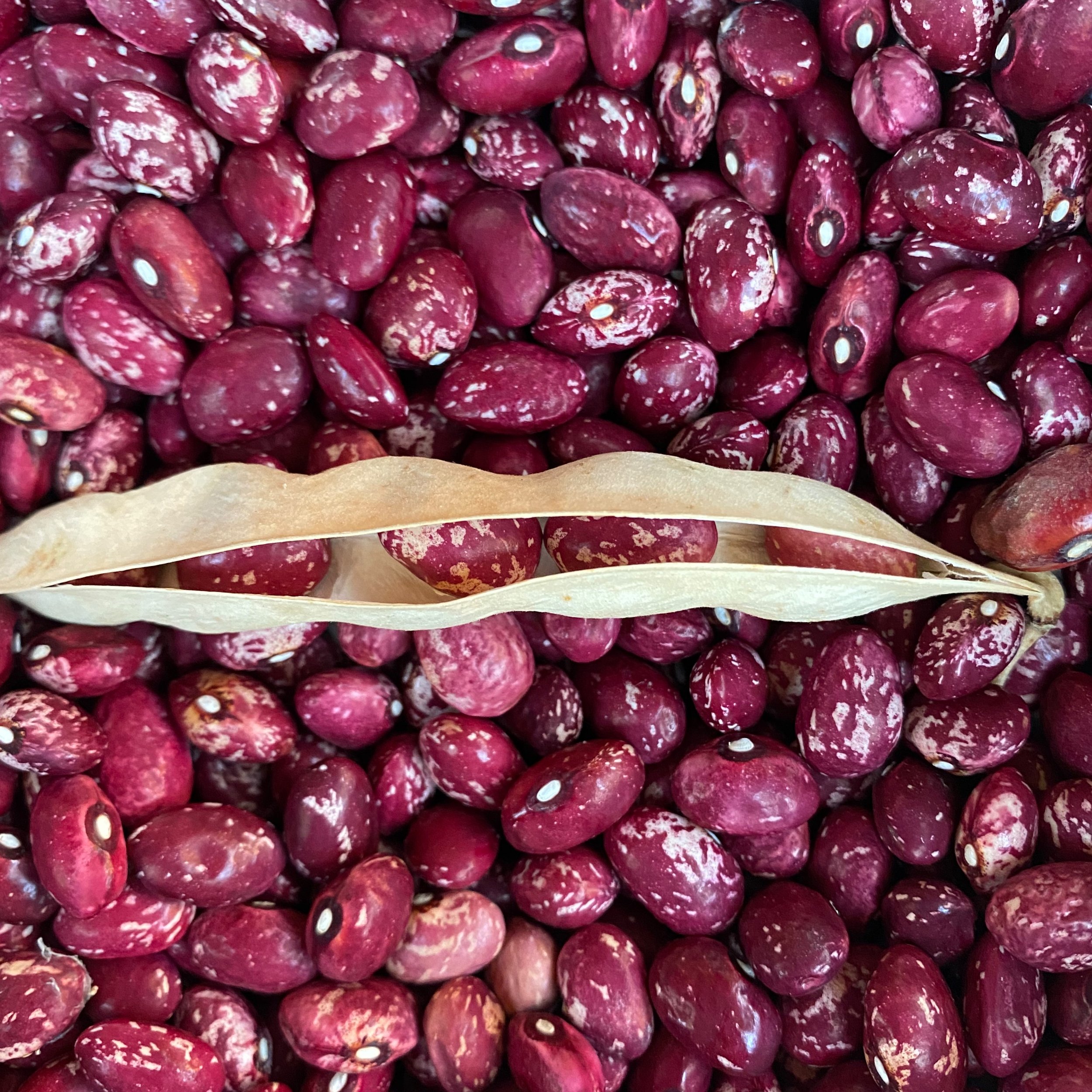 Cranberry Bean Harvest