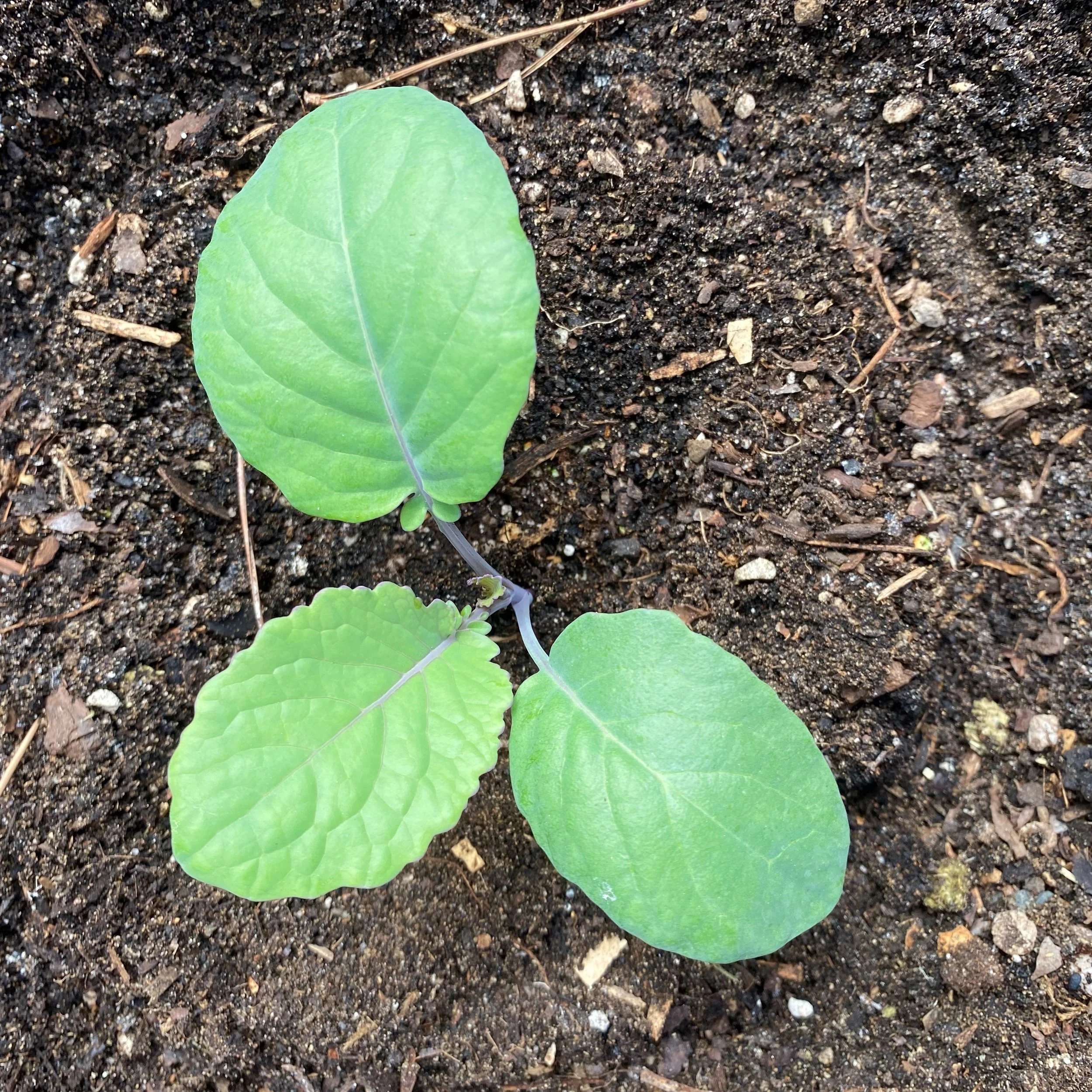 Future Winter Garden Harvests