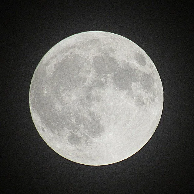 Many Moons — ediblegardens52