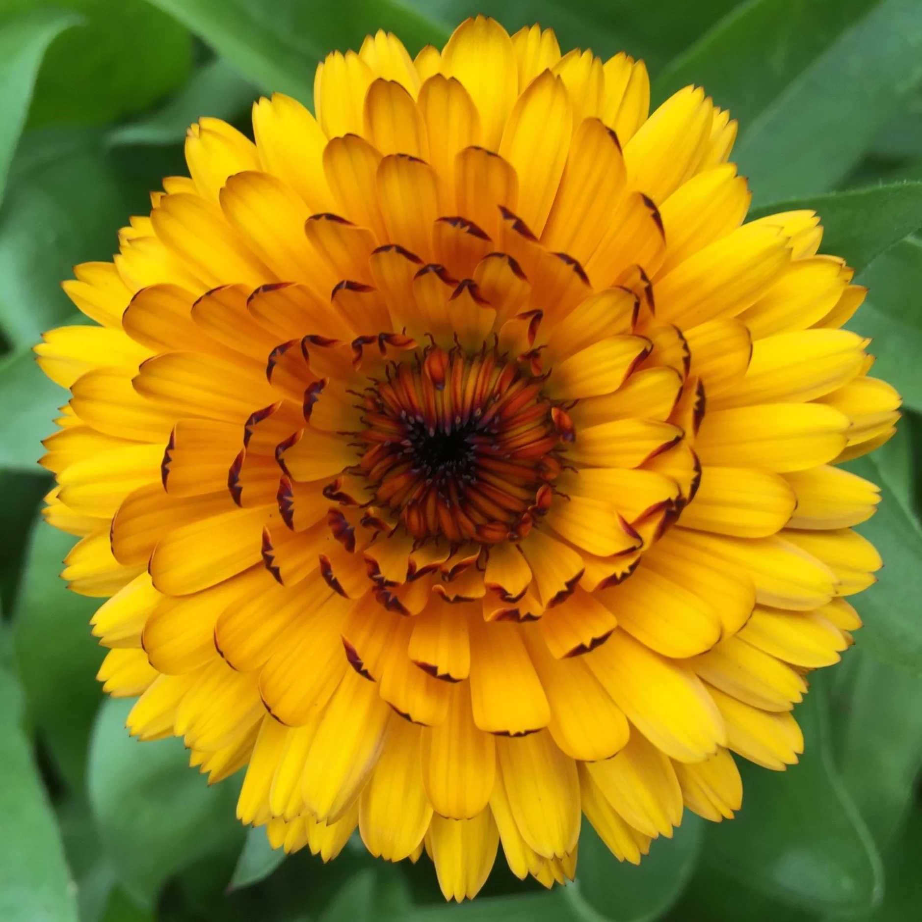 Flowers for the Second Season Garden