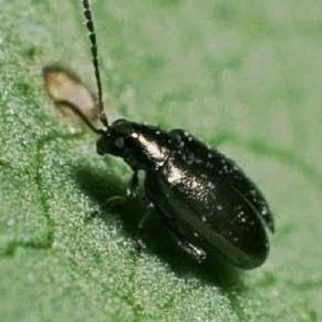 Flea Beetles
