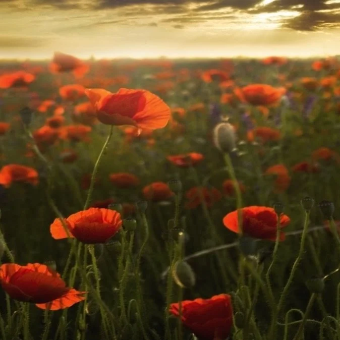 A Veteran's Day Remembered