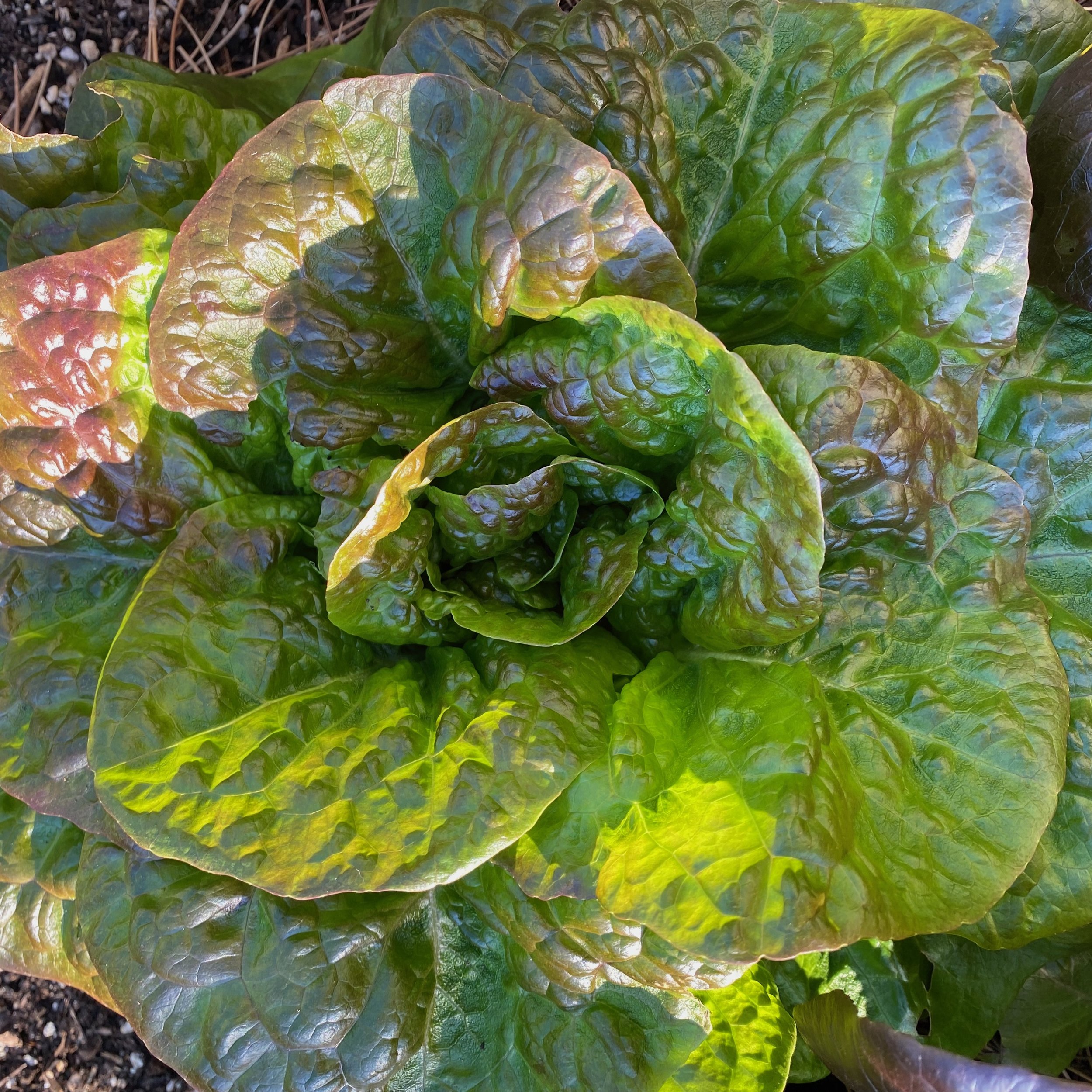 In My San Diego Garden and Kitchen