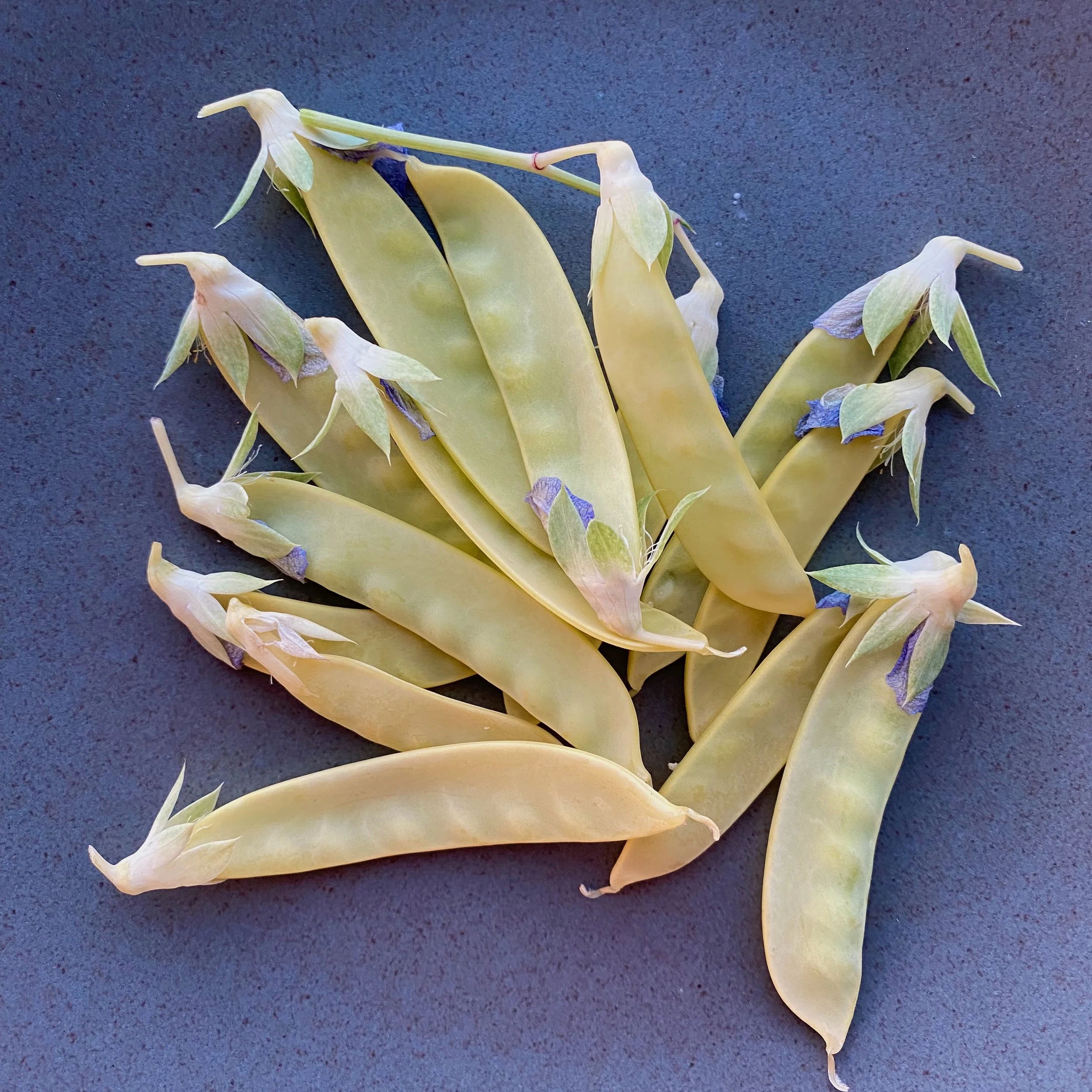 In My San Diego Garden and Kitchen