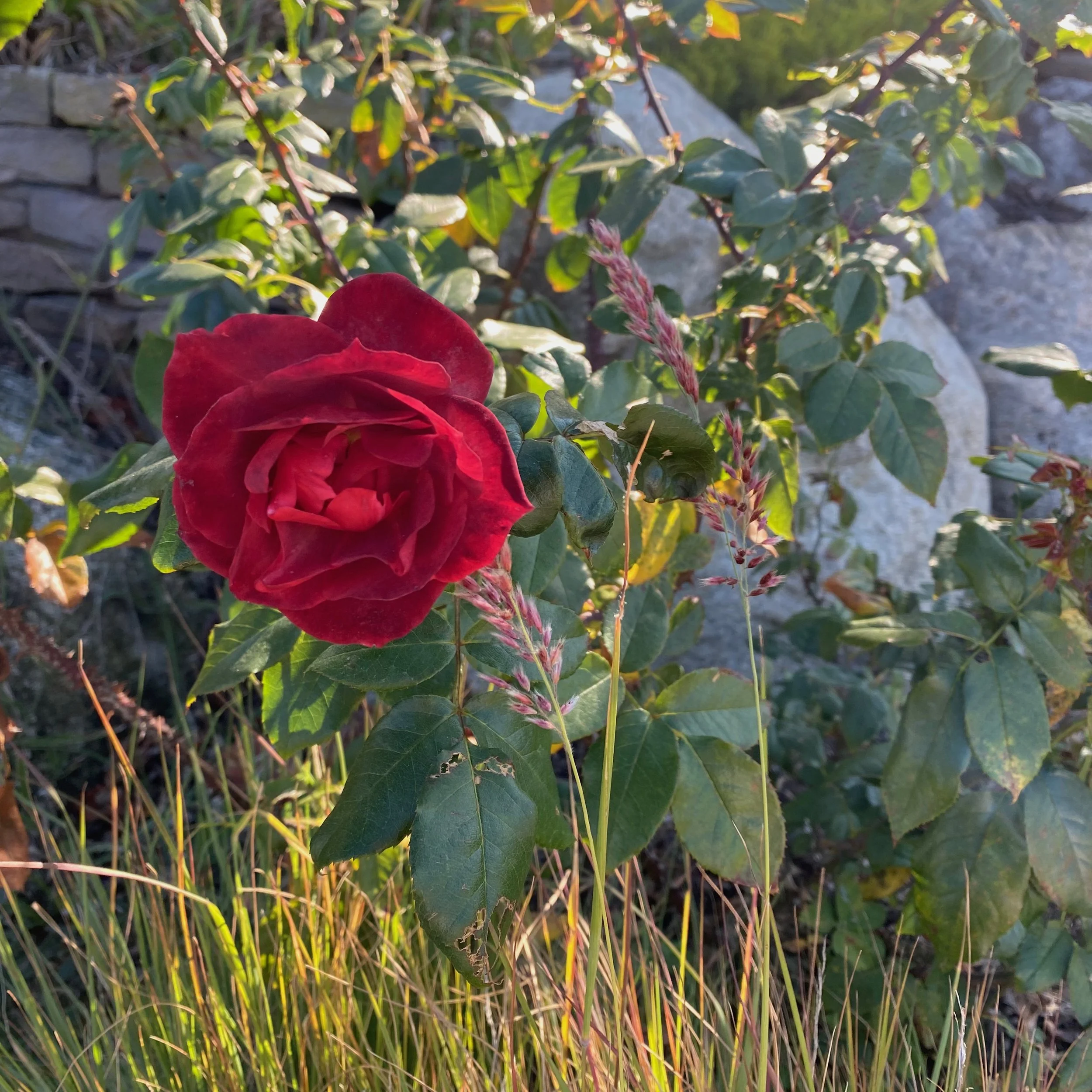 Lo How a Rose E'er Blooming