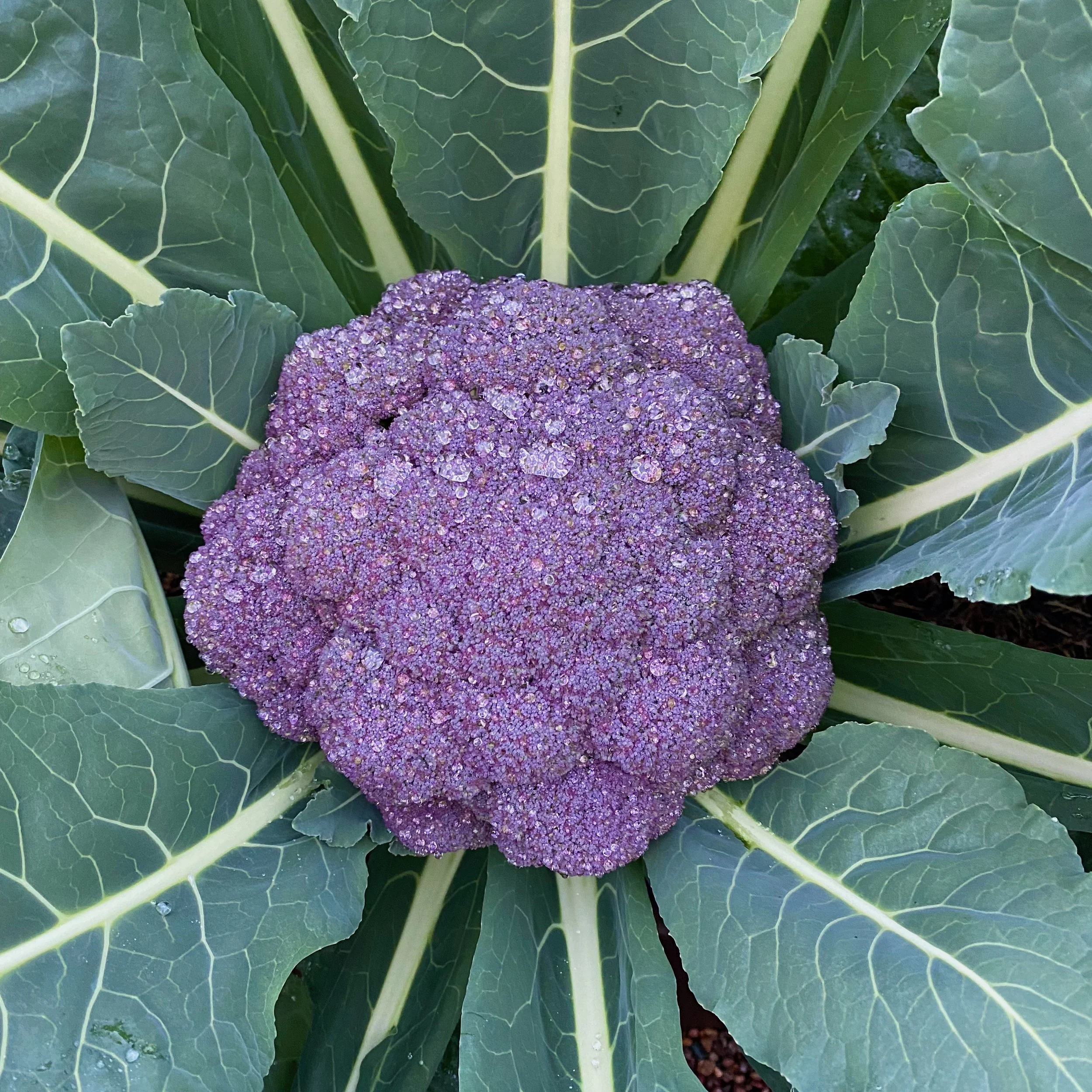 In My San Diego Garden and Kitchen