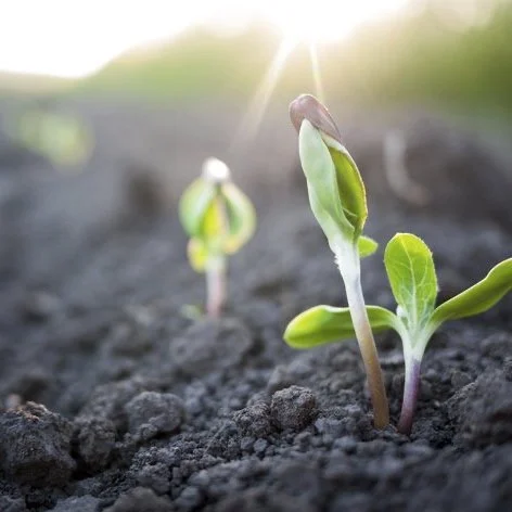 Seed Life and Testing Viability