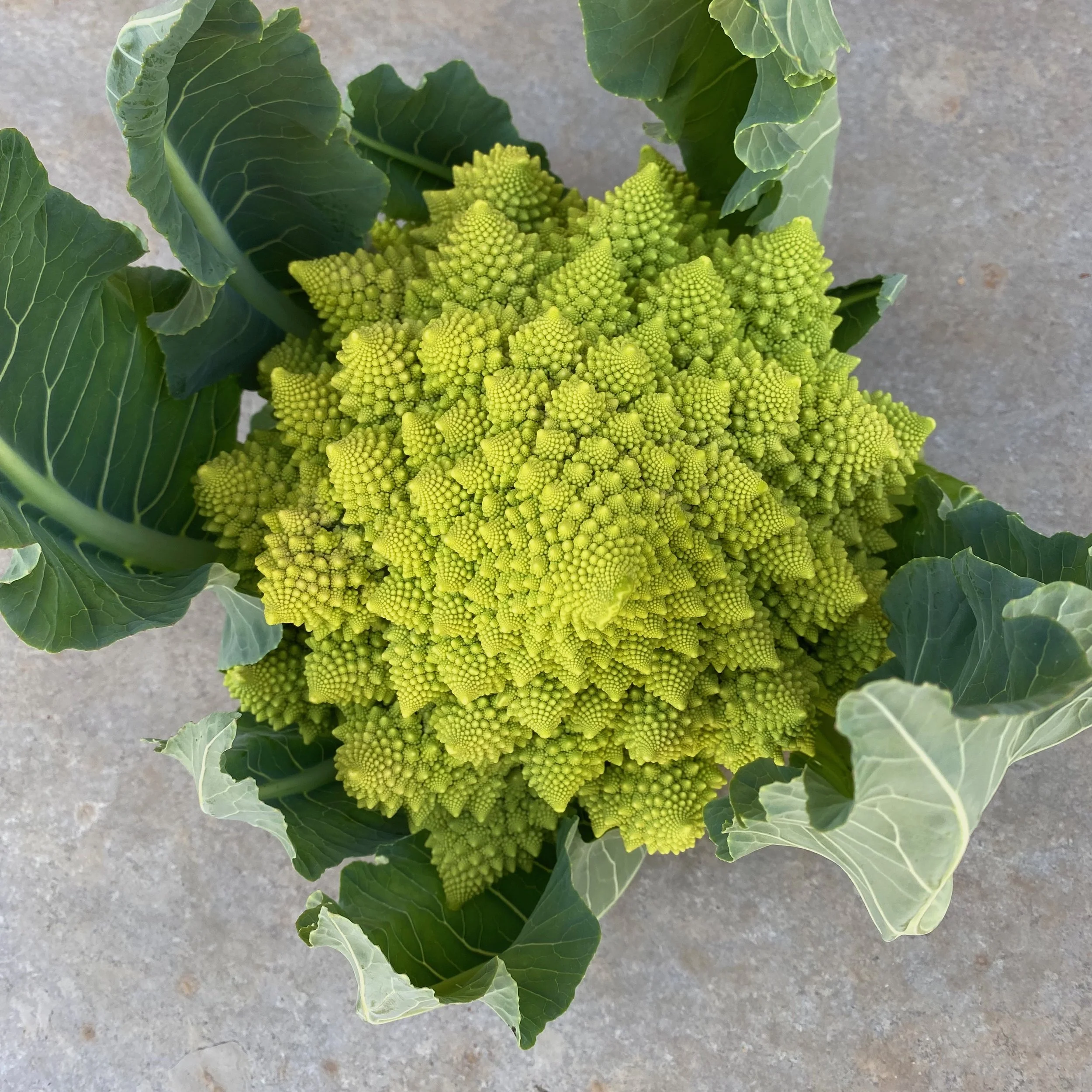 In My San Diego Garden and Kitchen