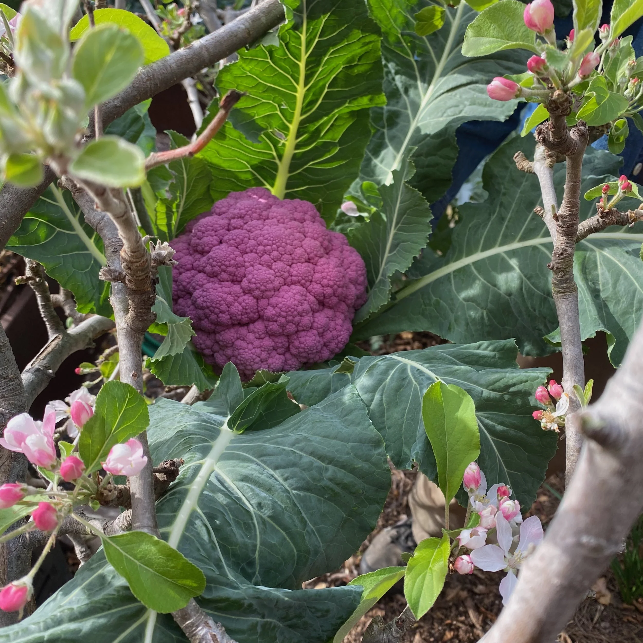 In My San Diego Garden and Kitchen