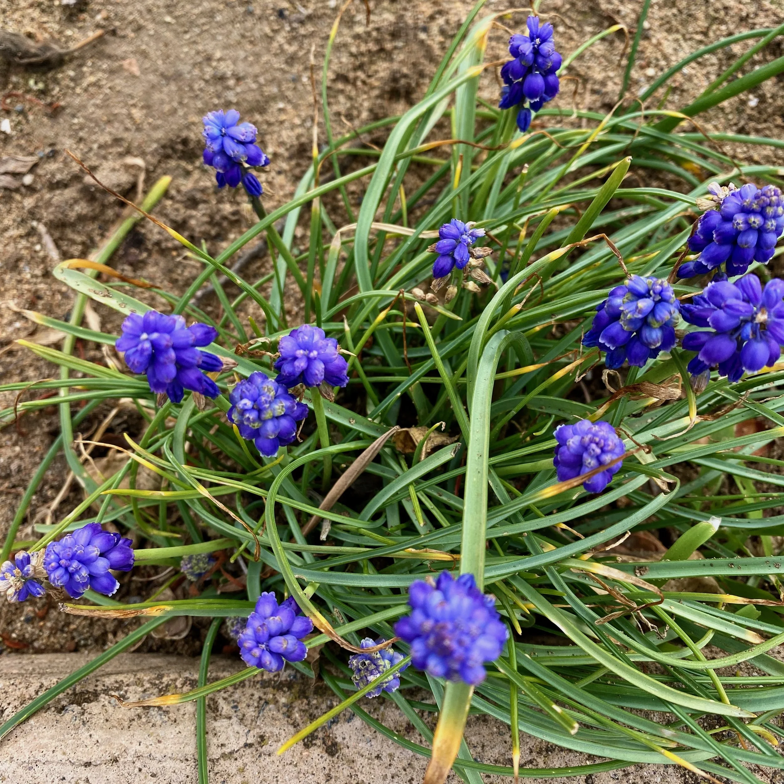 The Gardener's Grape Hyacinths