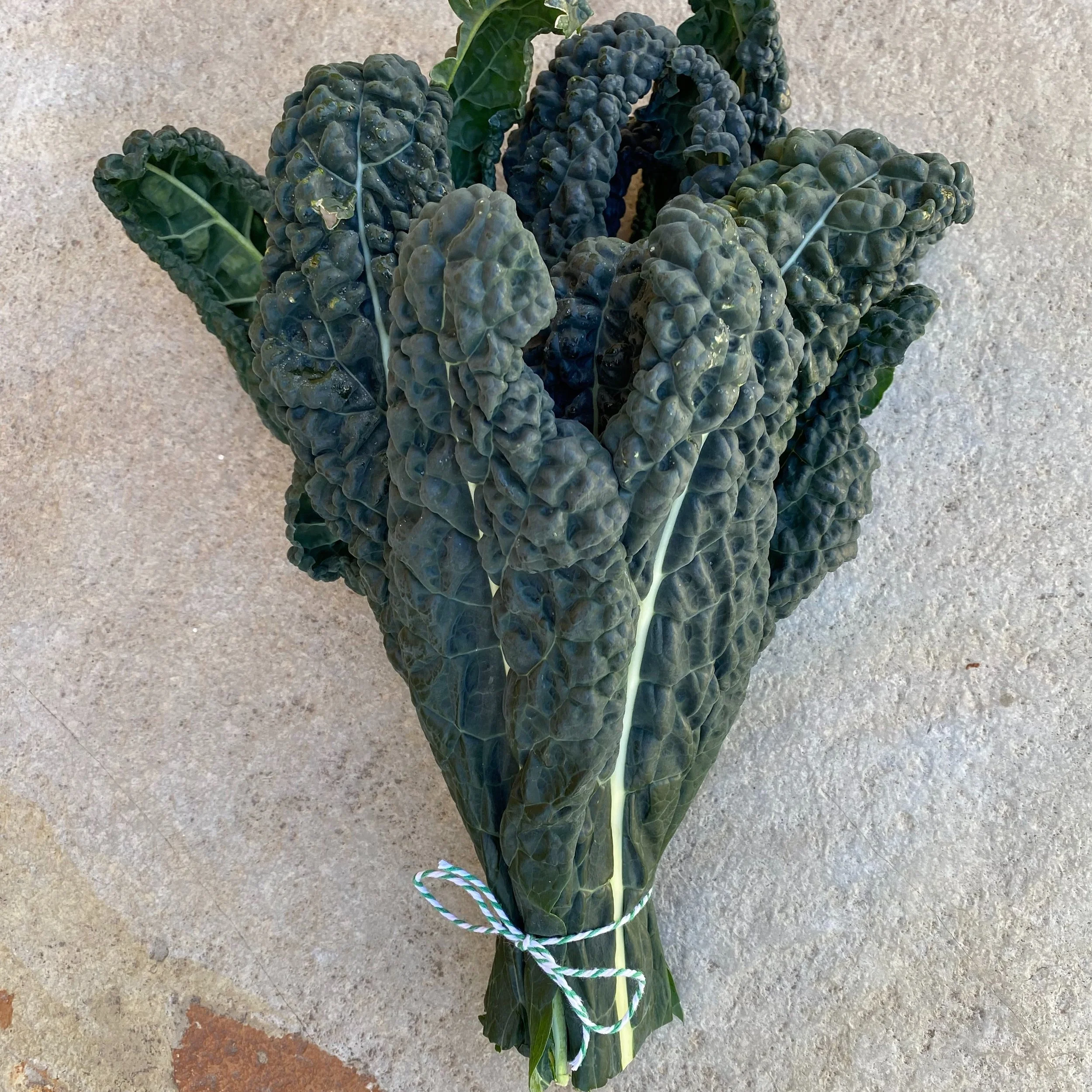 In My San Diego Garden and Kitchen
