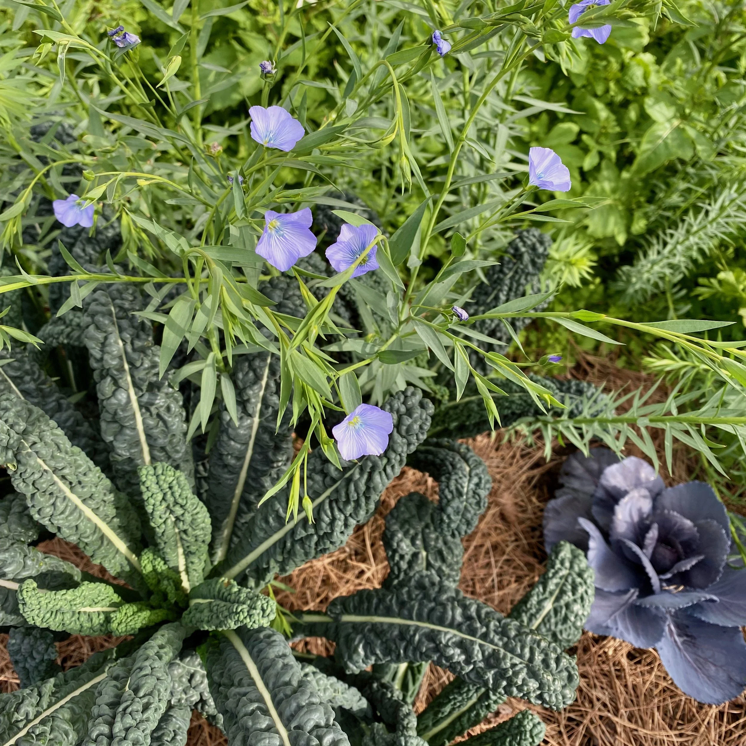 In My Garden, Early March