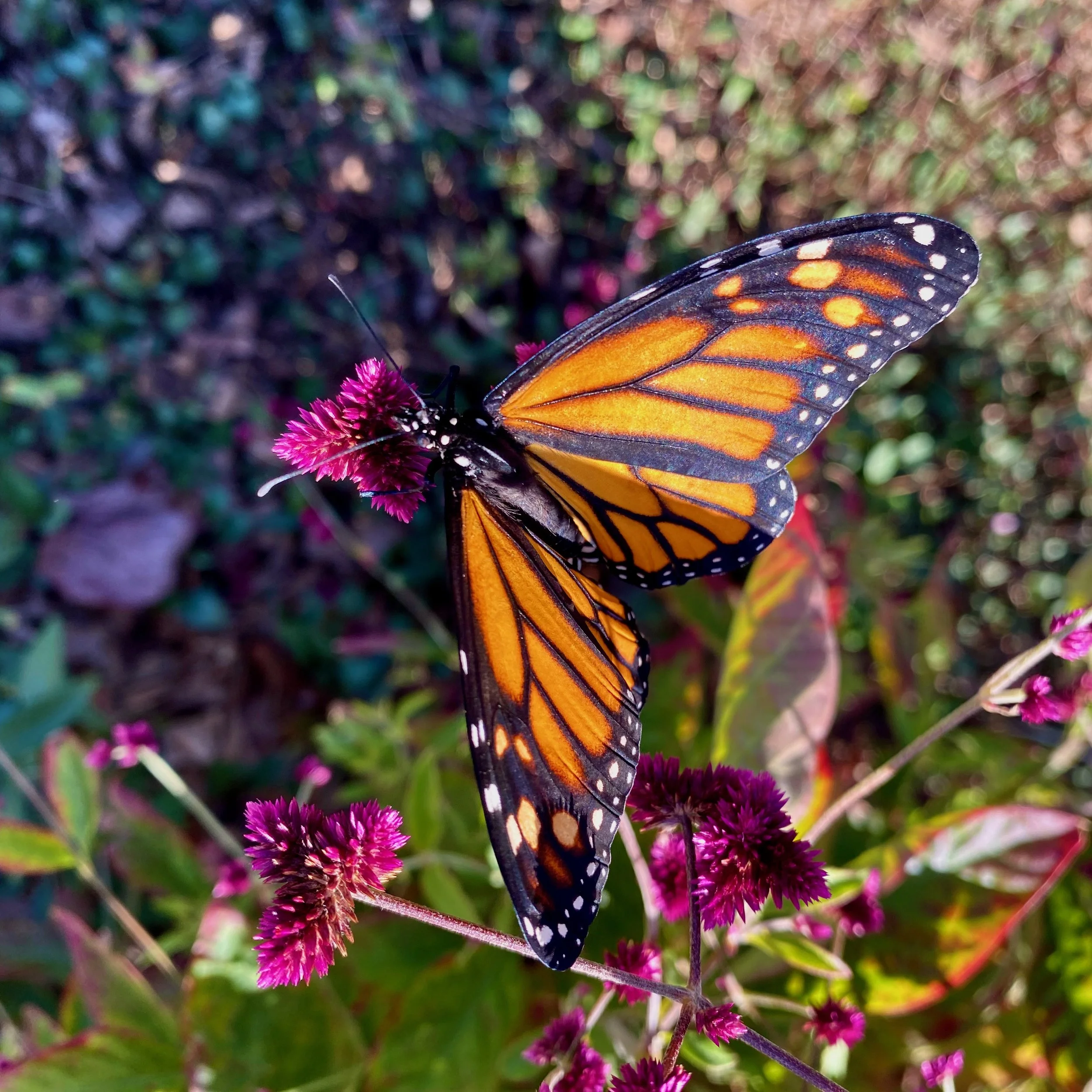 Monarch Update: Winter Storms in California