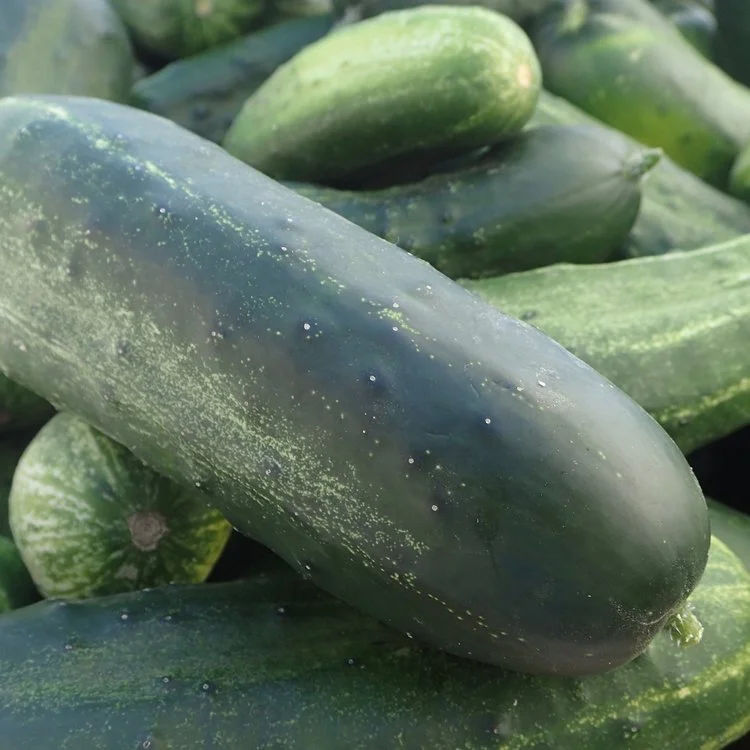 Cucumbers.jpeg