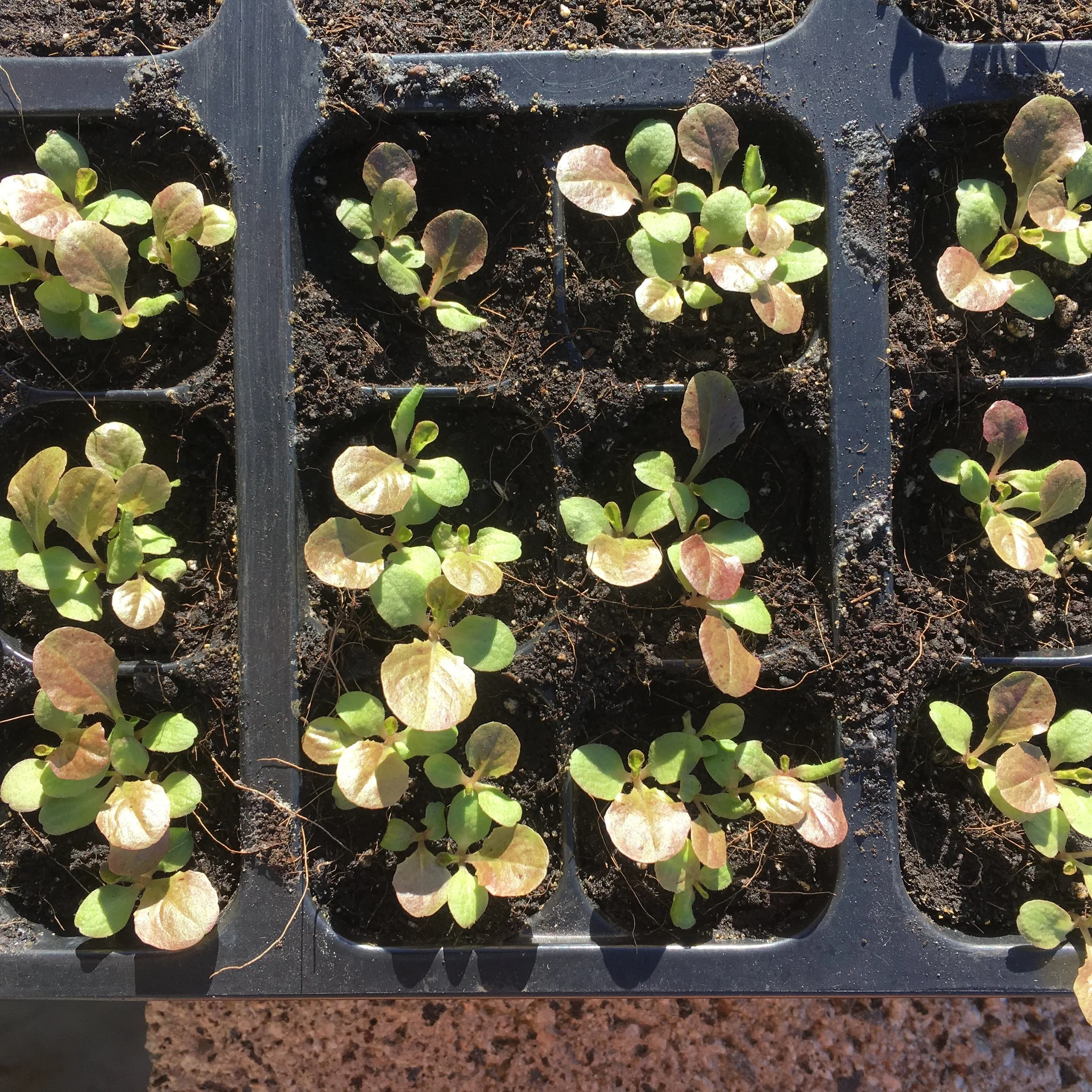 Easy From Seed Vegetables