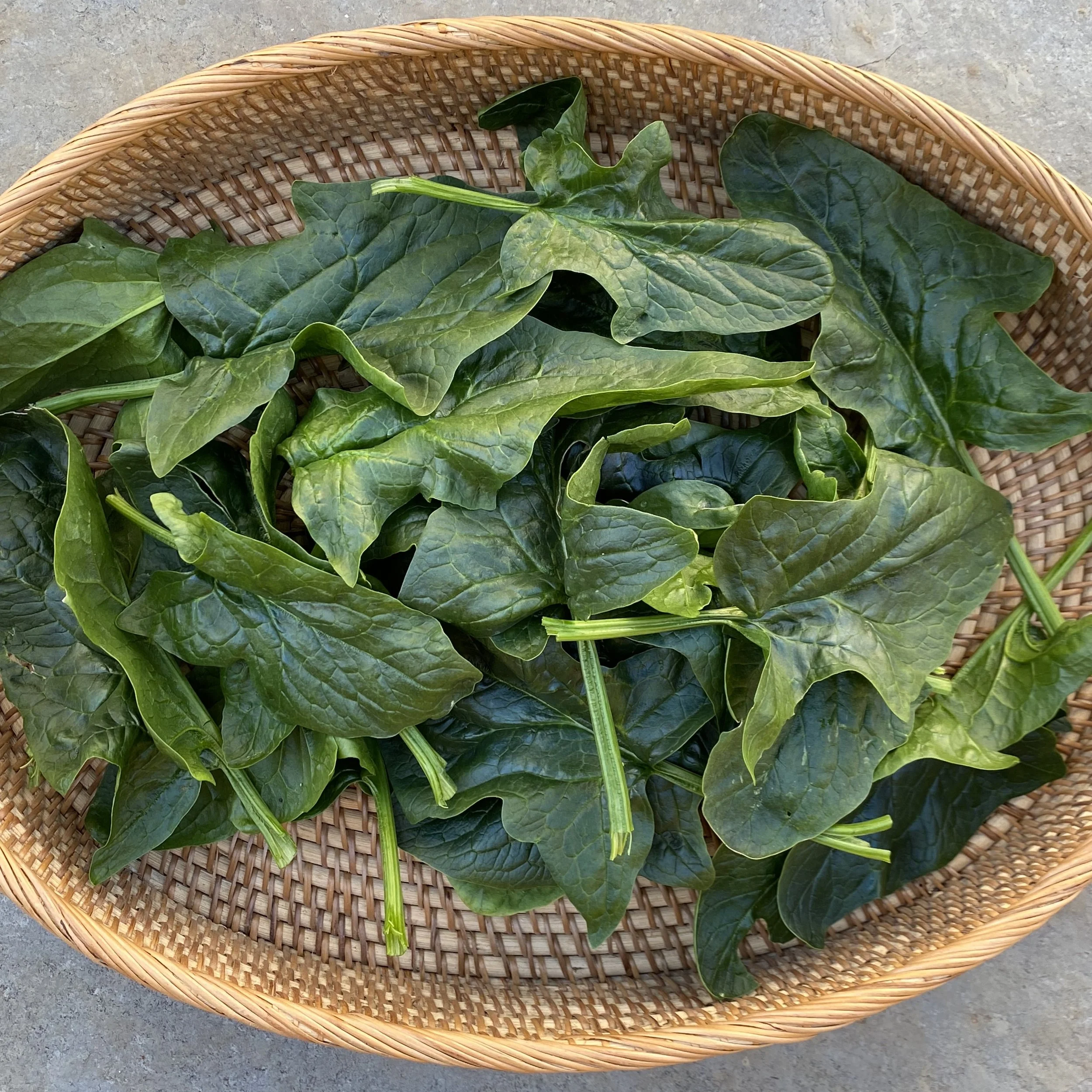 In My San Diego Garden and Kitchen