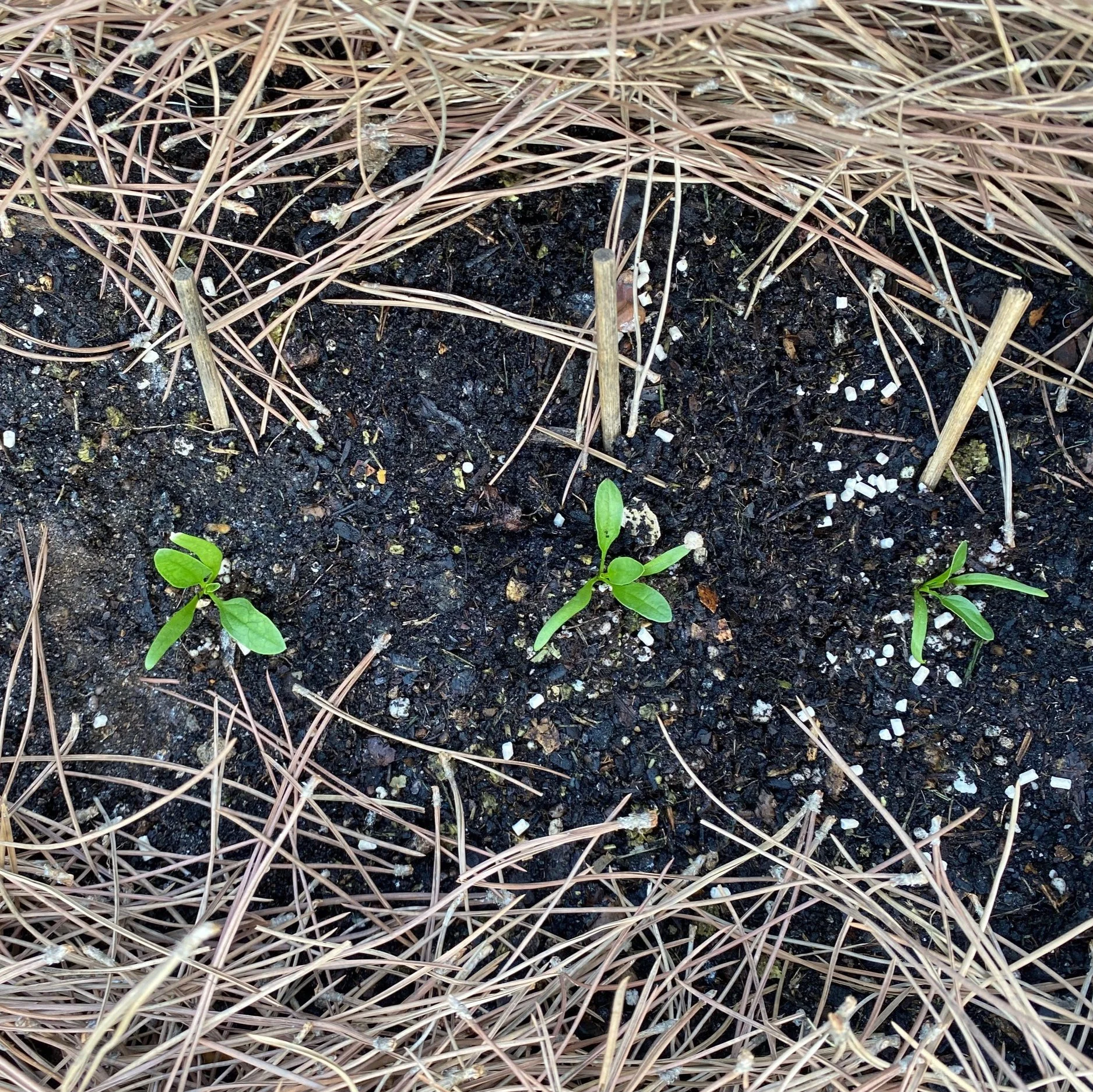 More Seed Priming Tips: Spinach