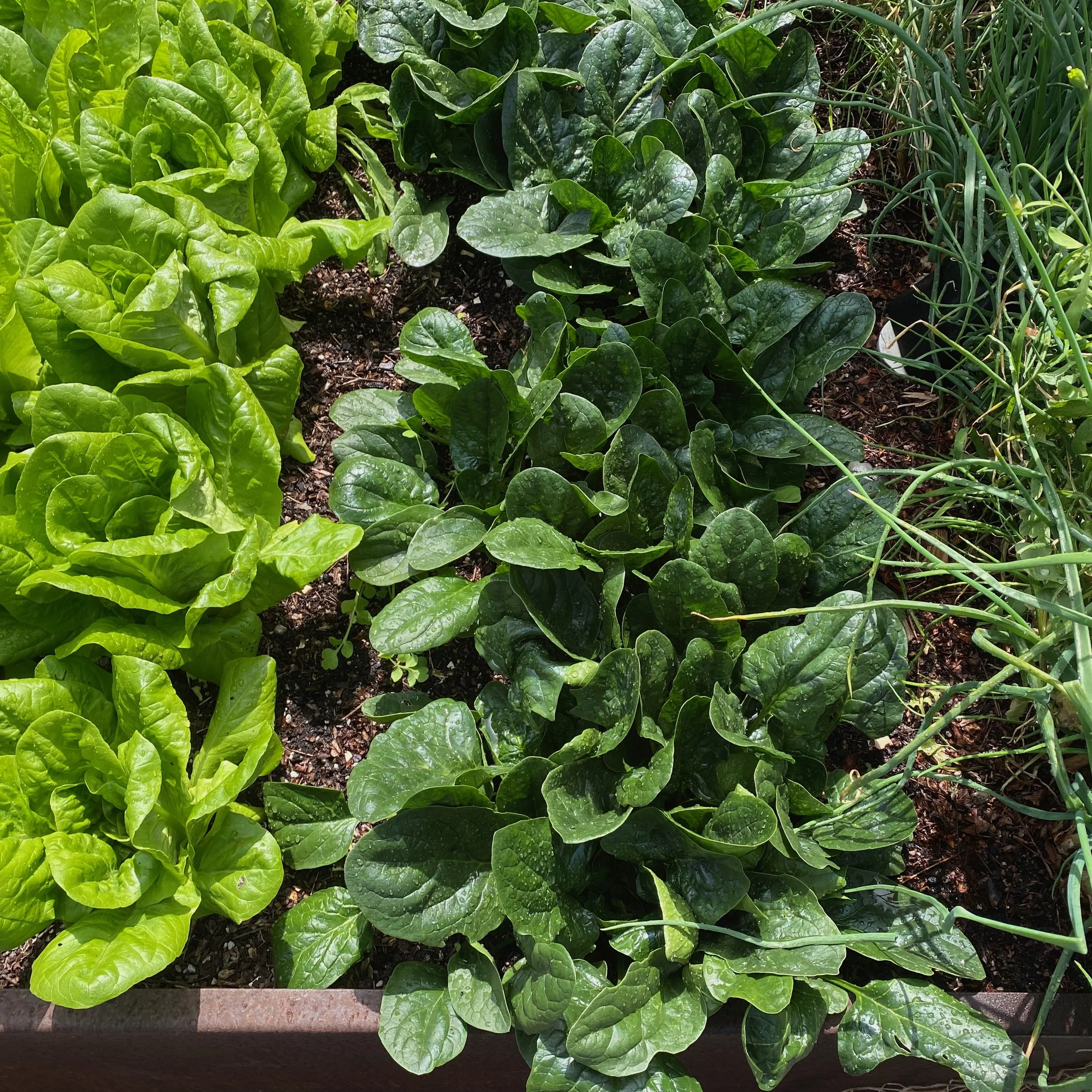 Regenerative Gardening