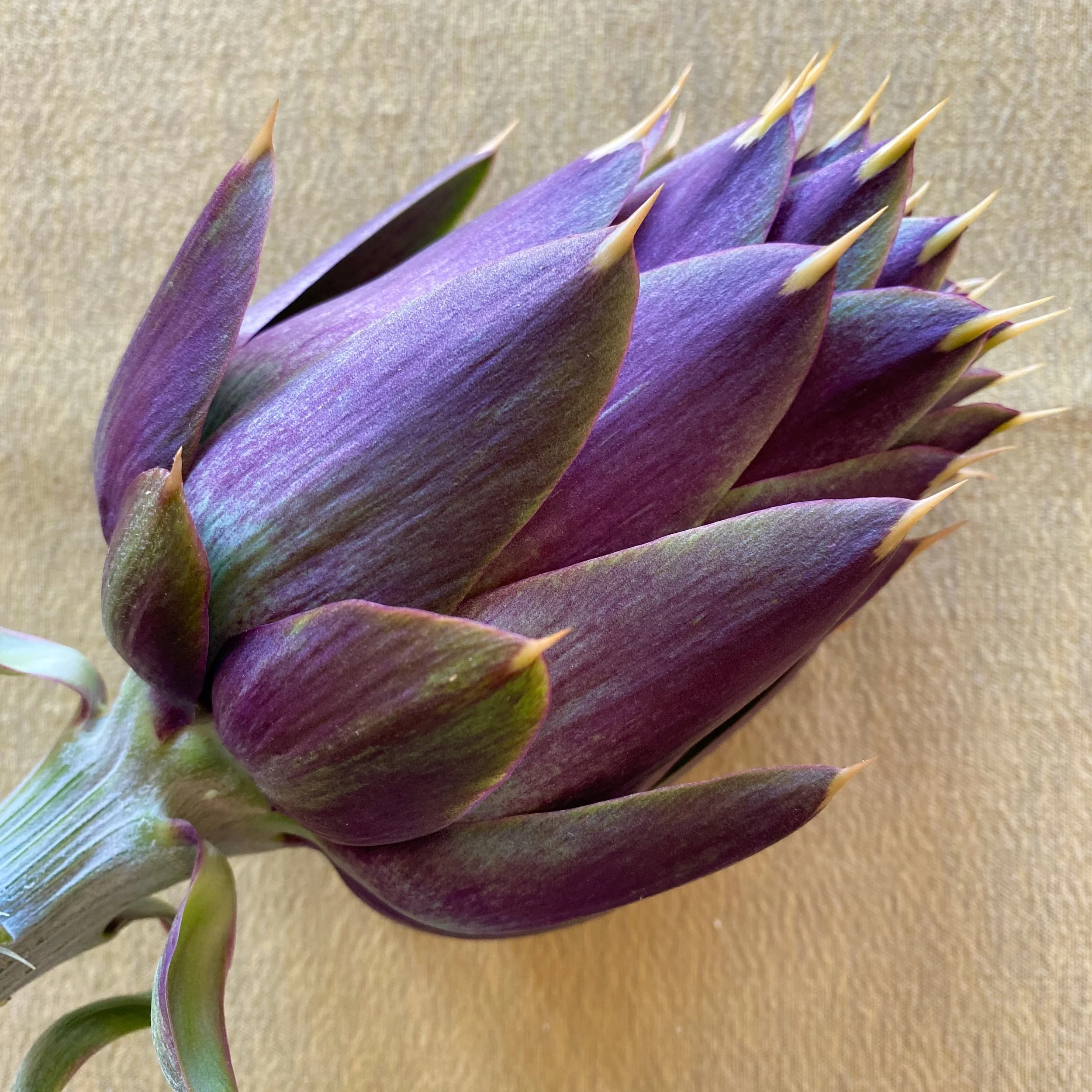 In My San Diego Garden and Kitchen