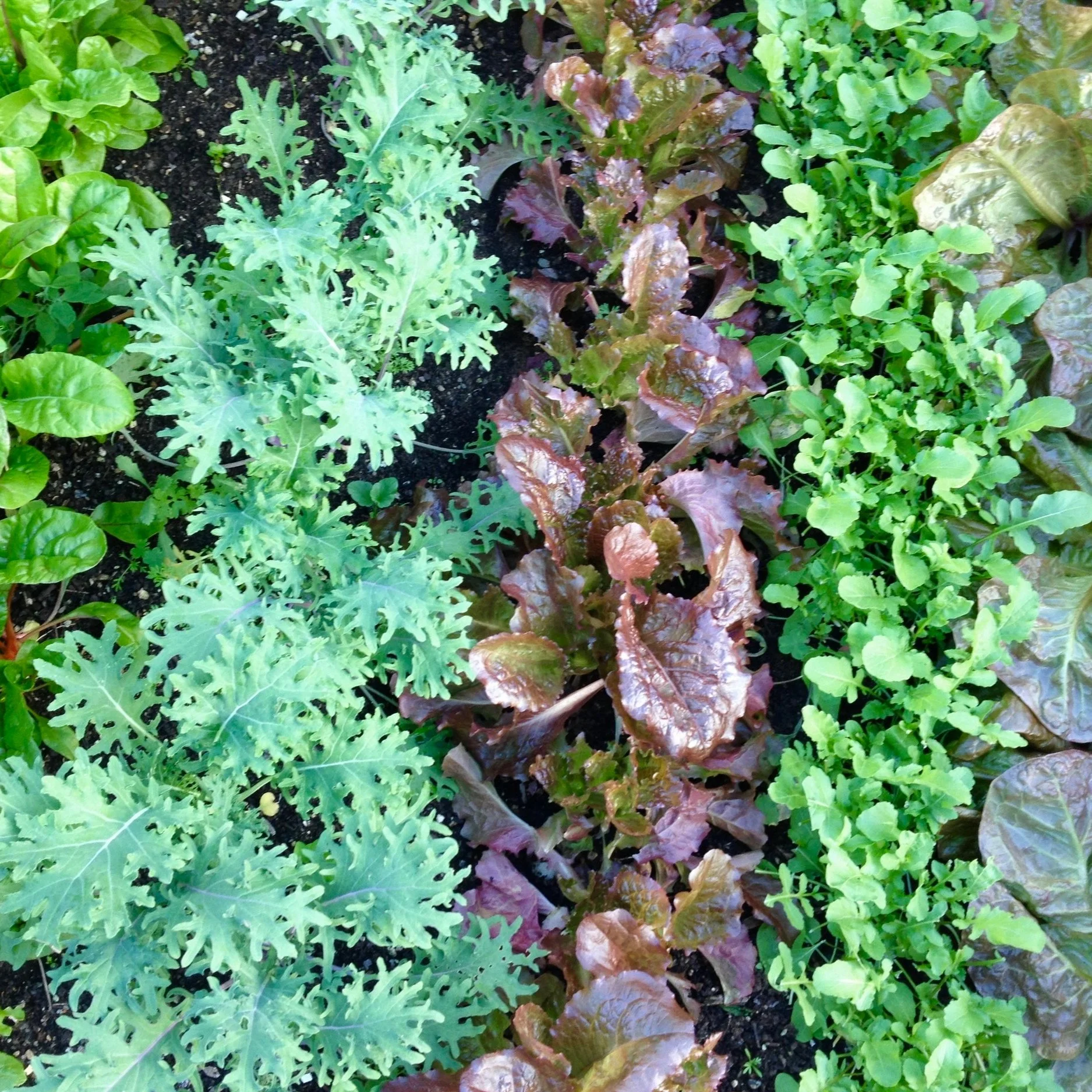 What to Plant If You Don't Have Full Sun