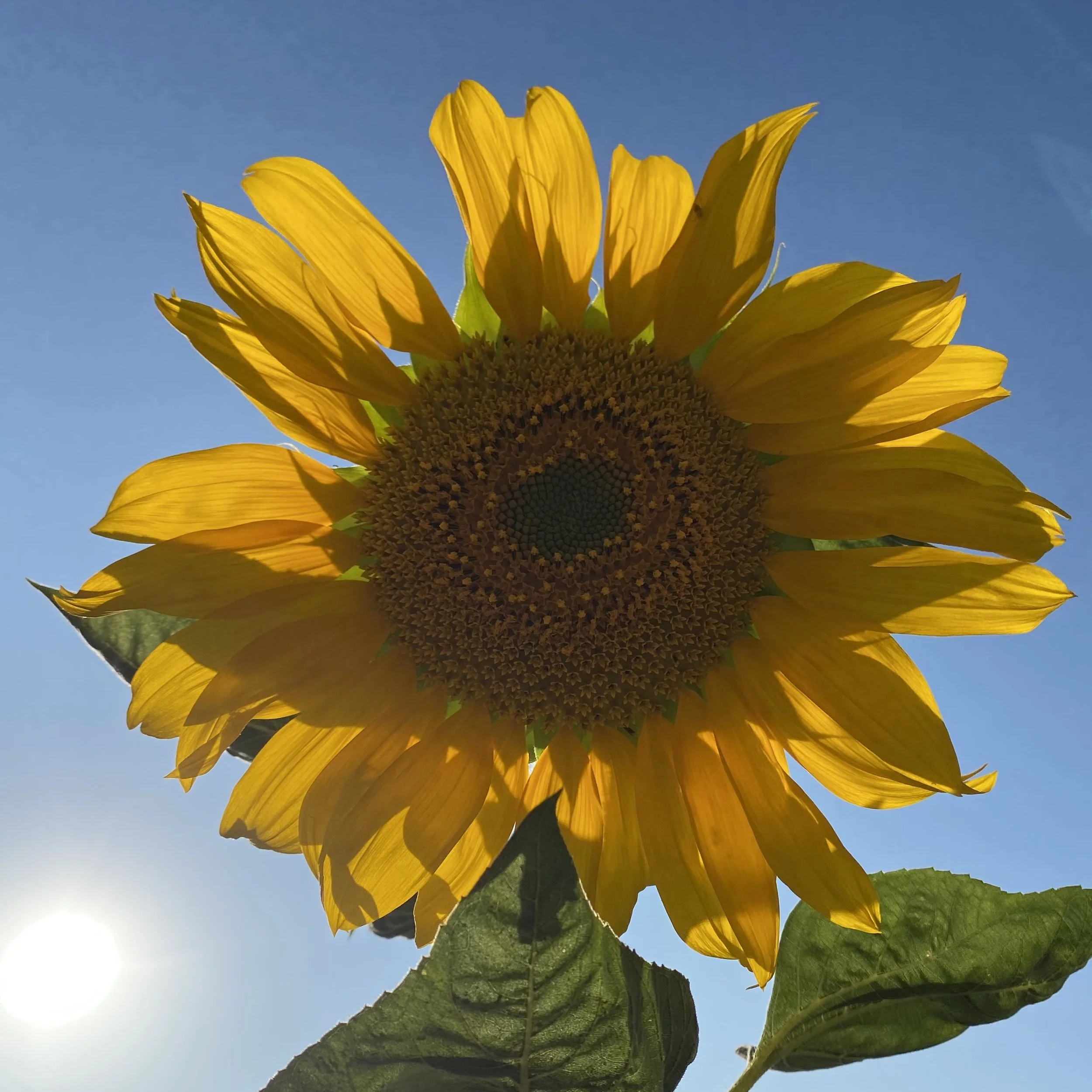 Six Reasons to Plant Sunflowers
