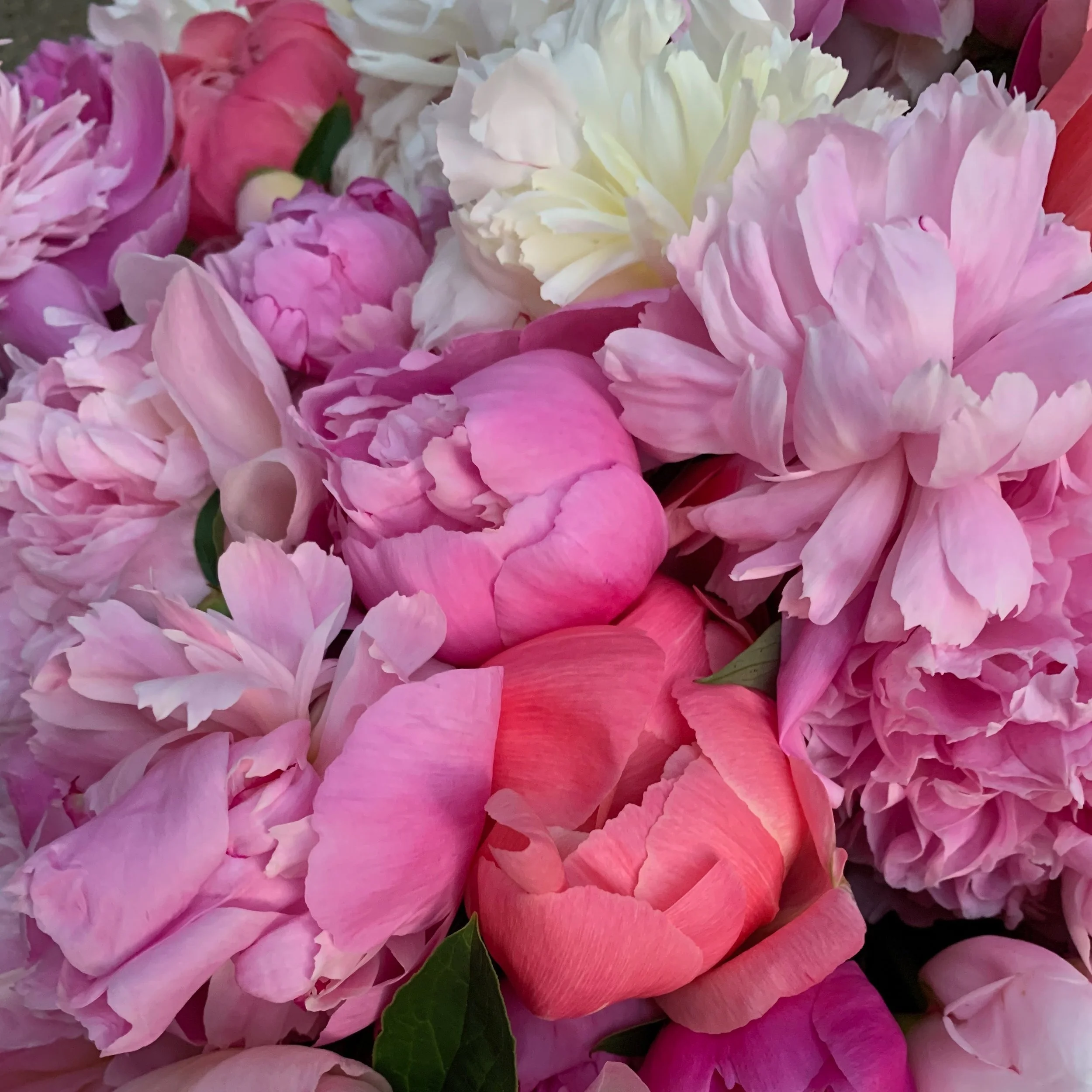 Peonies by Mary Oliver