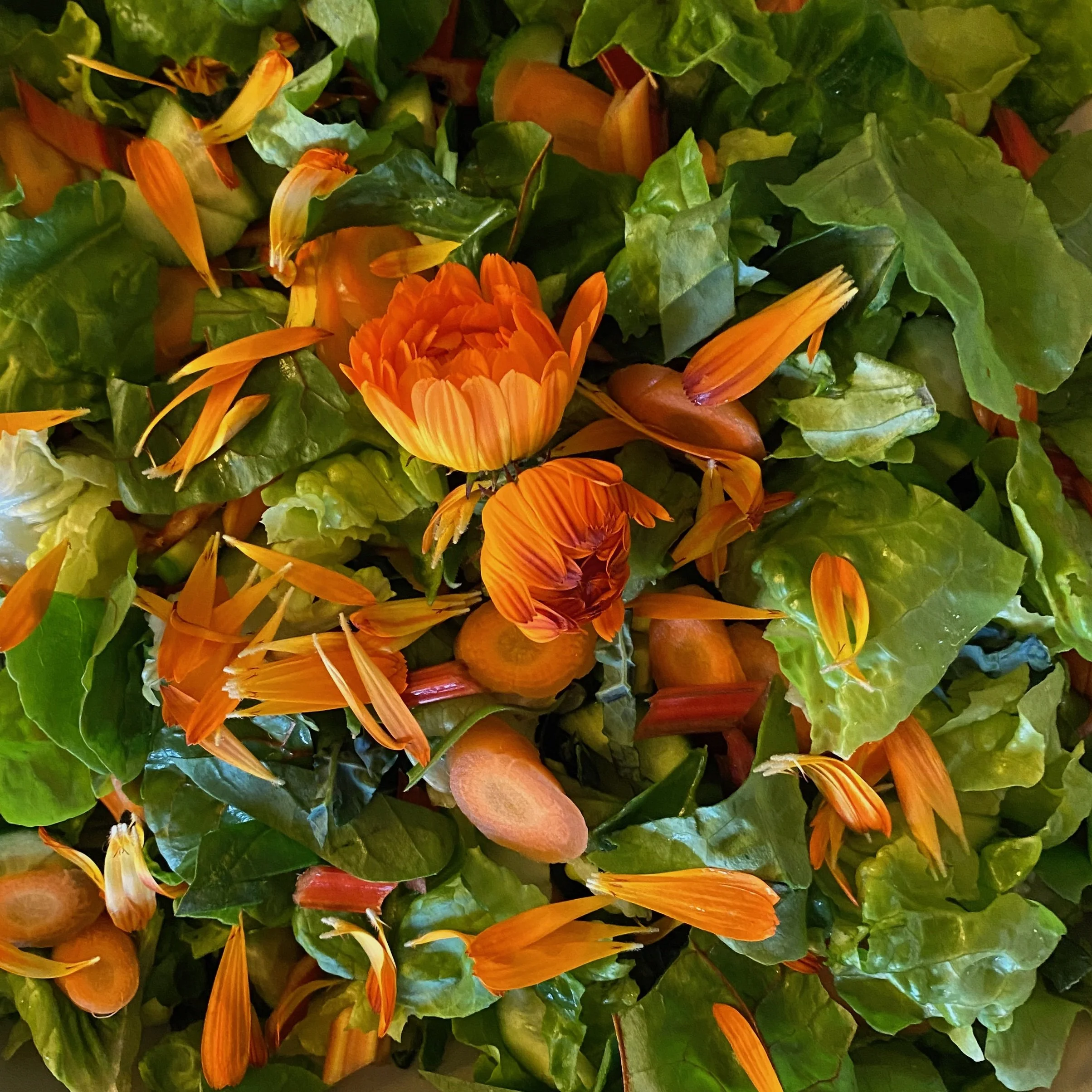 In My San Diego Garden and Kitchen