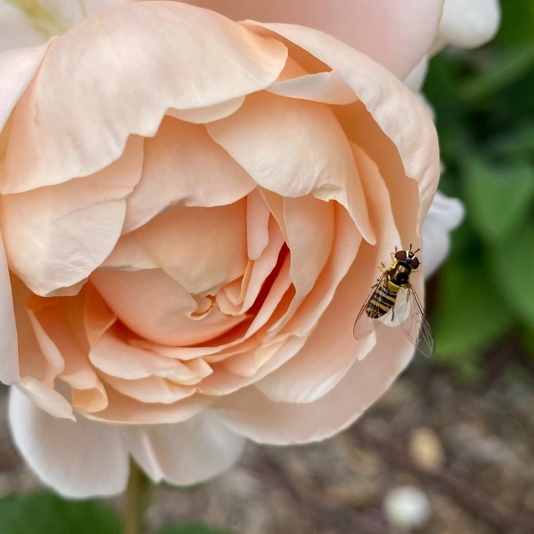 Hover Flies for Organic Aphid Control