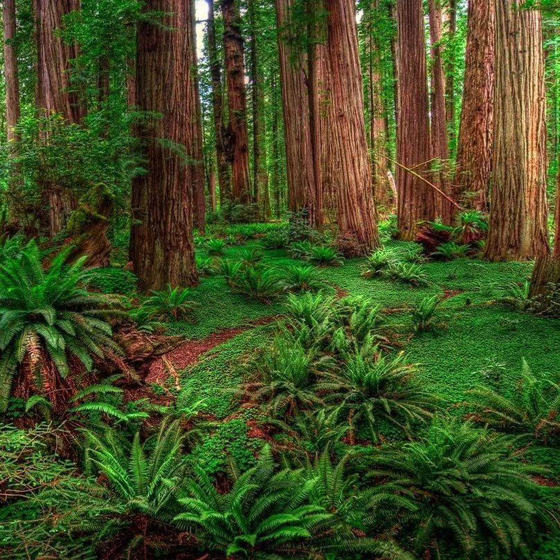 Becoming A Redwood by Dana Gioia