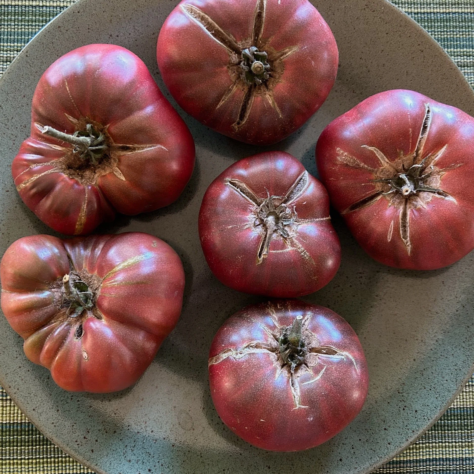 Dwarf Tomatoes in the Fog Belt: Season Recap