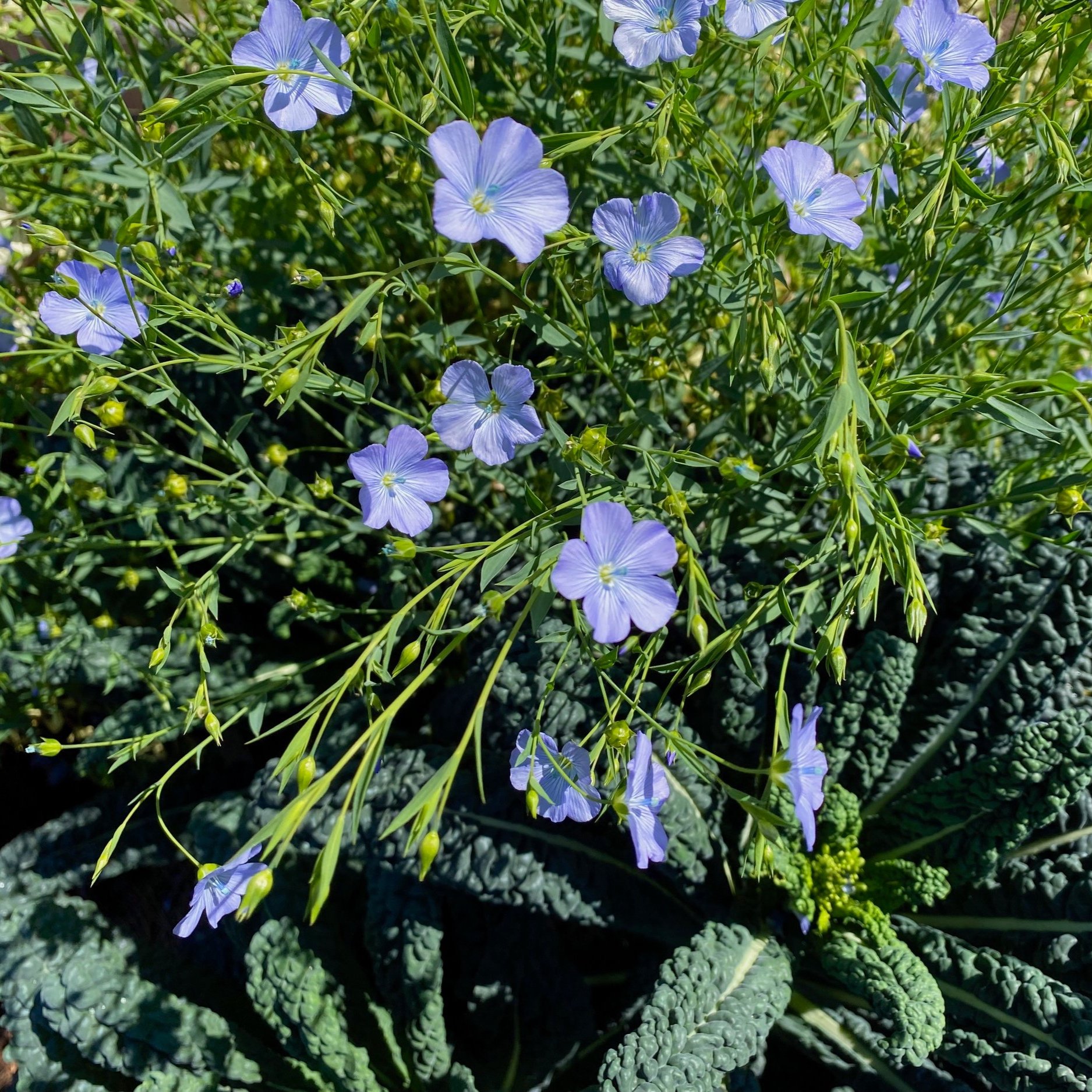 Pollinator Flowers for the Mild Winter Garden