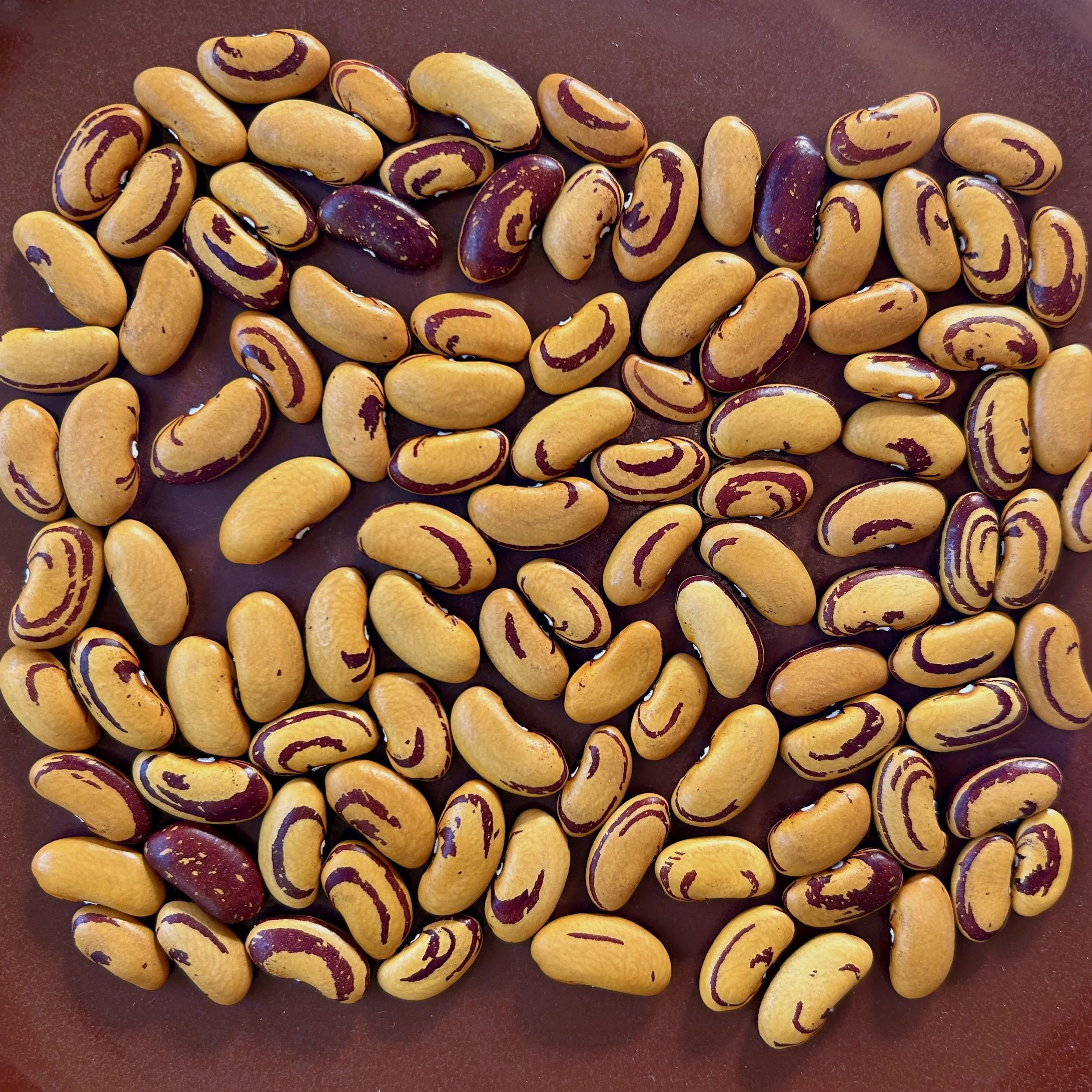 Dry Bean Harvest