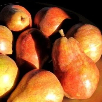 Giving Thanks: Sing to the Lord of Harvest