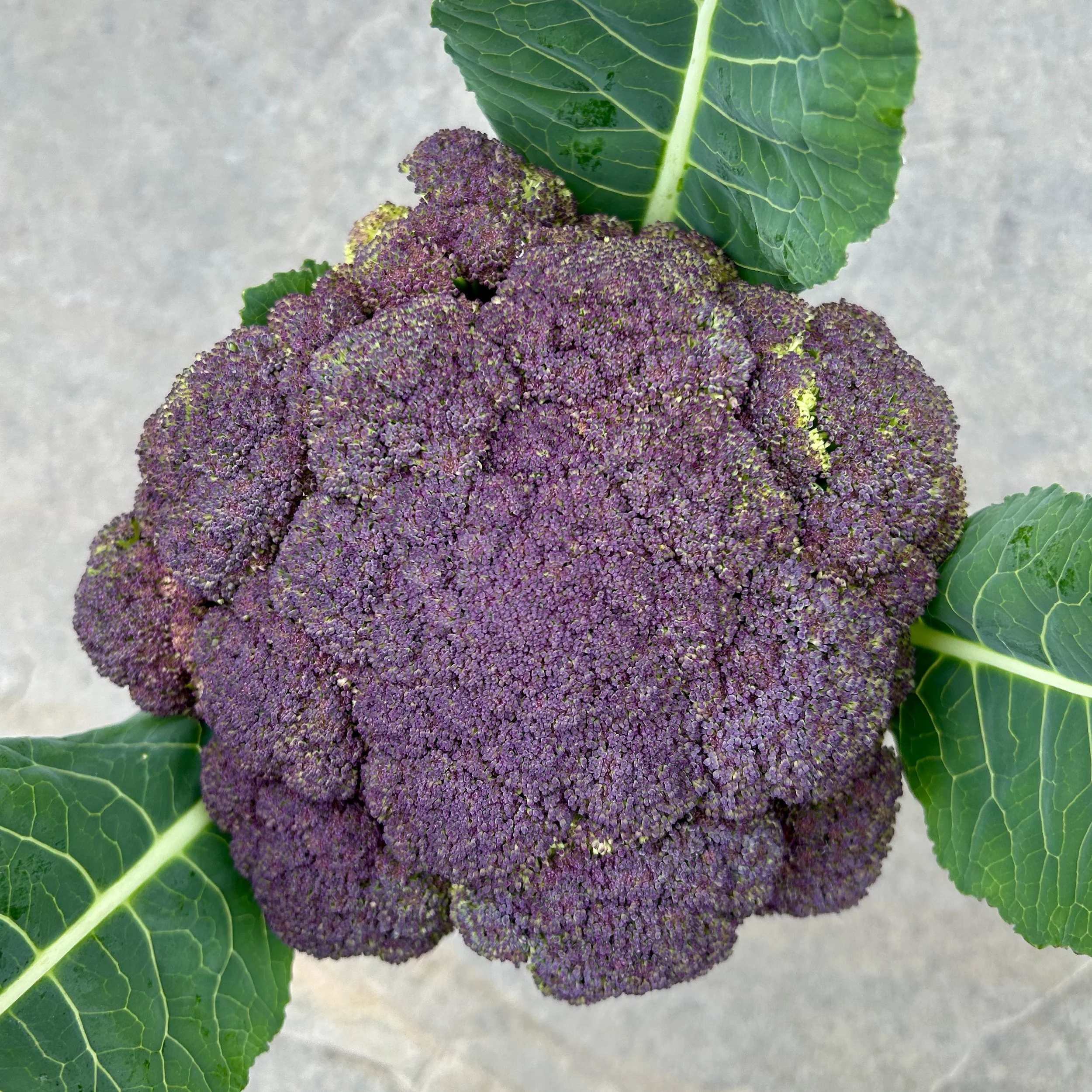 In My San Diego Garden and Kitchen