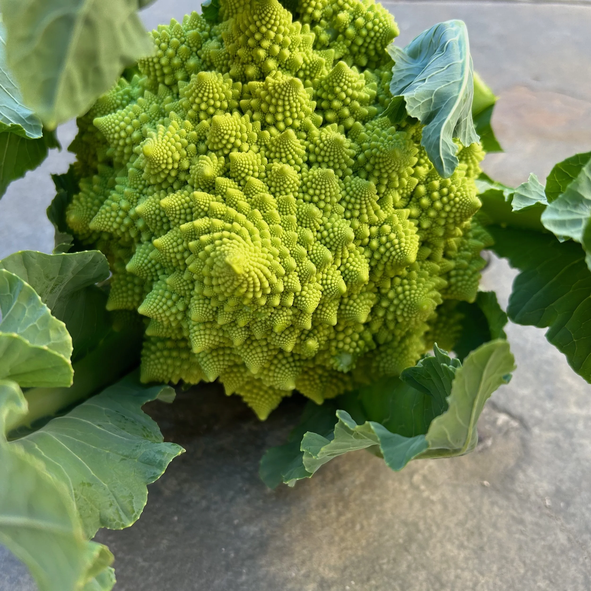 In My San Diego Garden and Kitchen