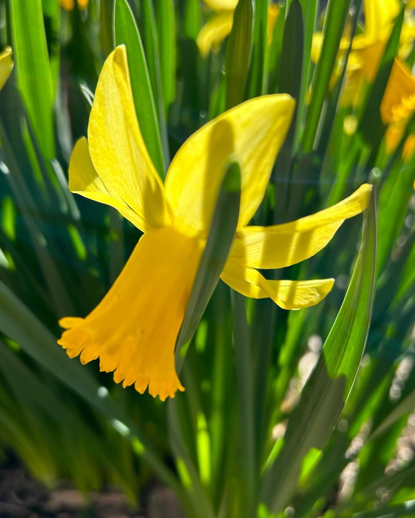 February Gold daffodils just when we need some sunshine.