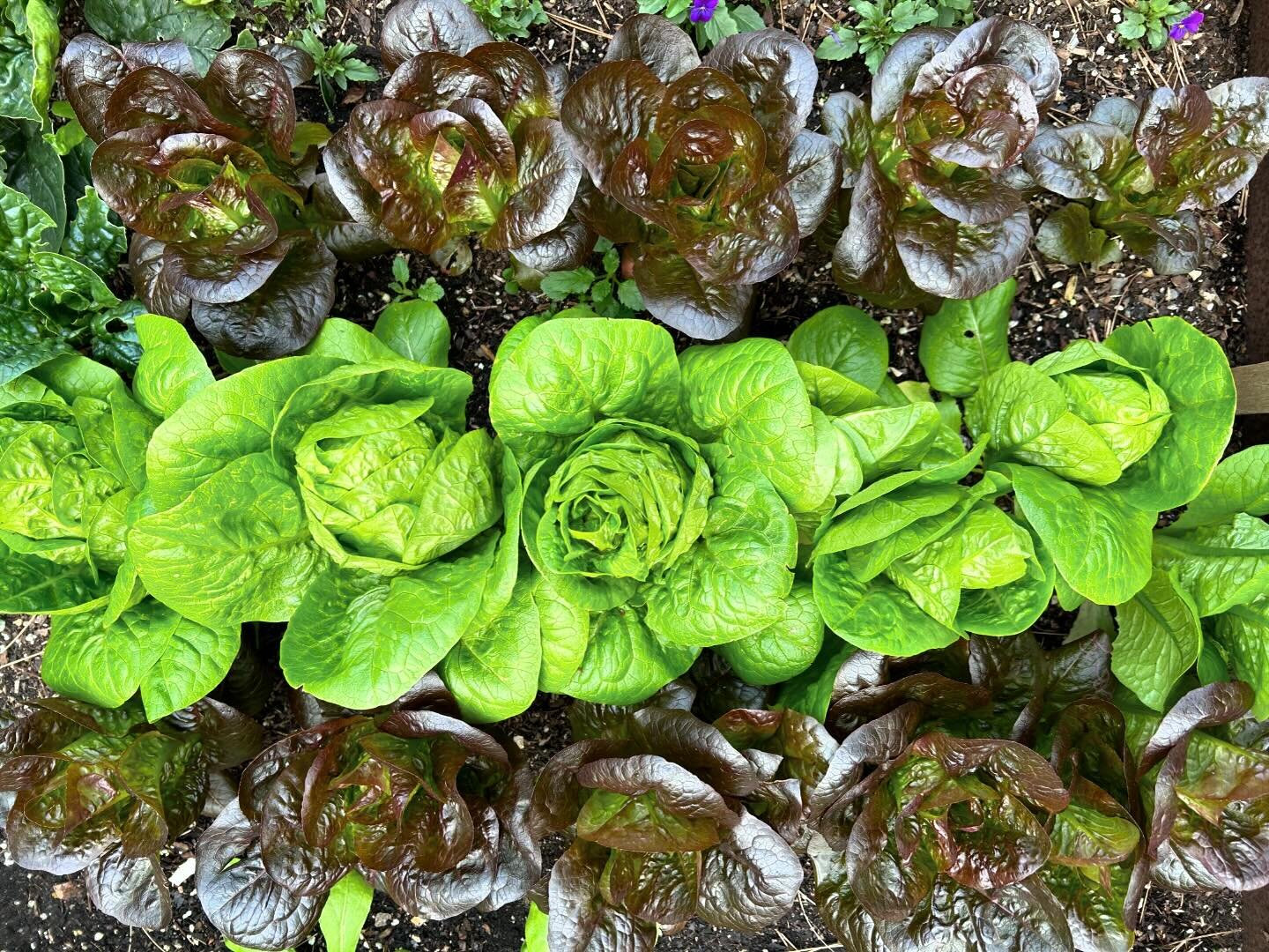 Garden goodness in February. Rosaine and Newham lettuce from Territorial Seed Co. #territorialseedco