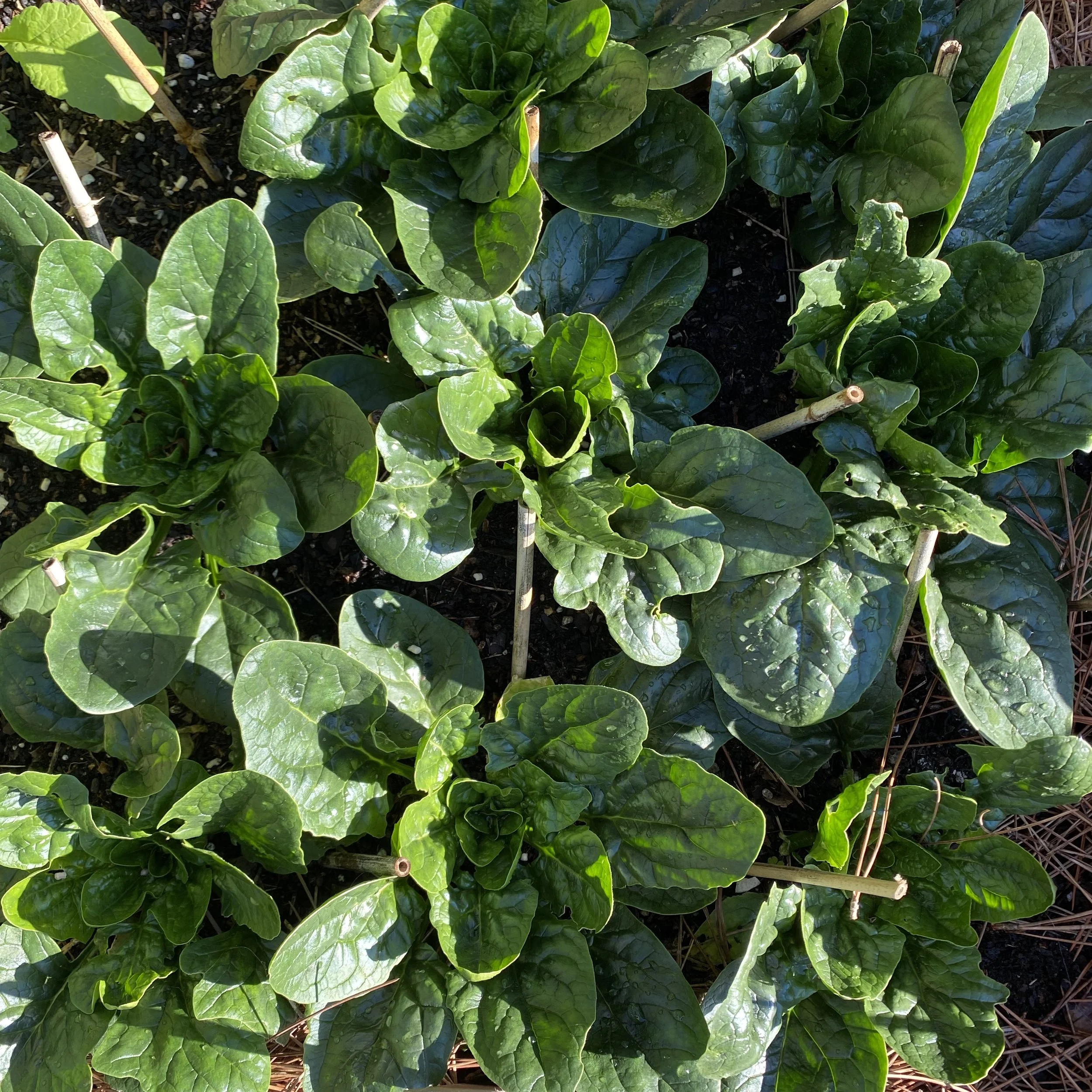 How to Grow Spinach