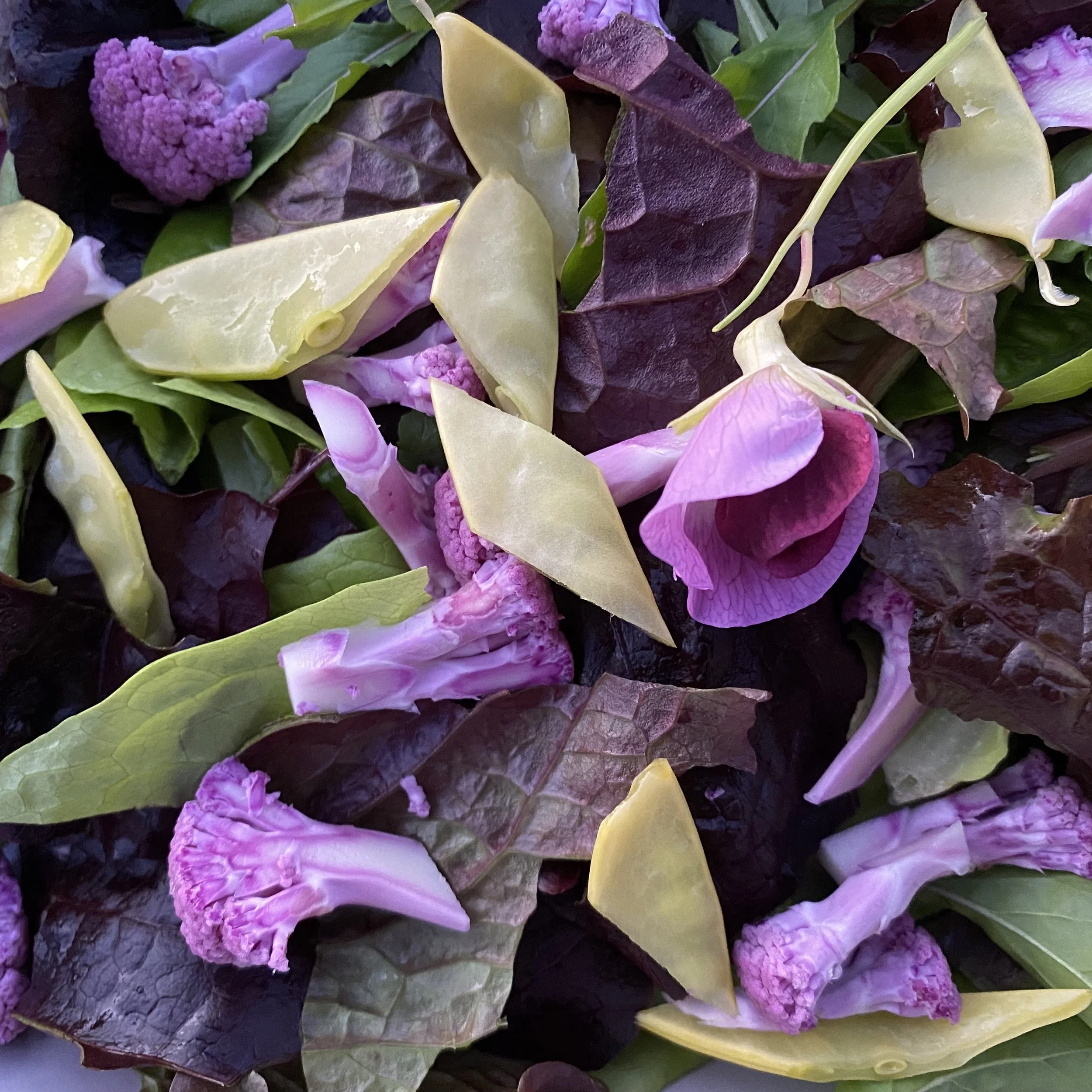 A Gallery of Winter Garden Salads