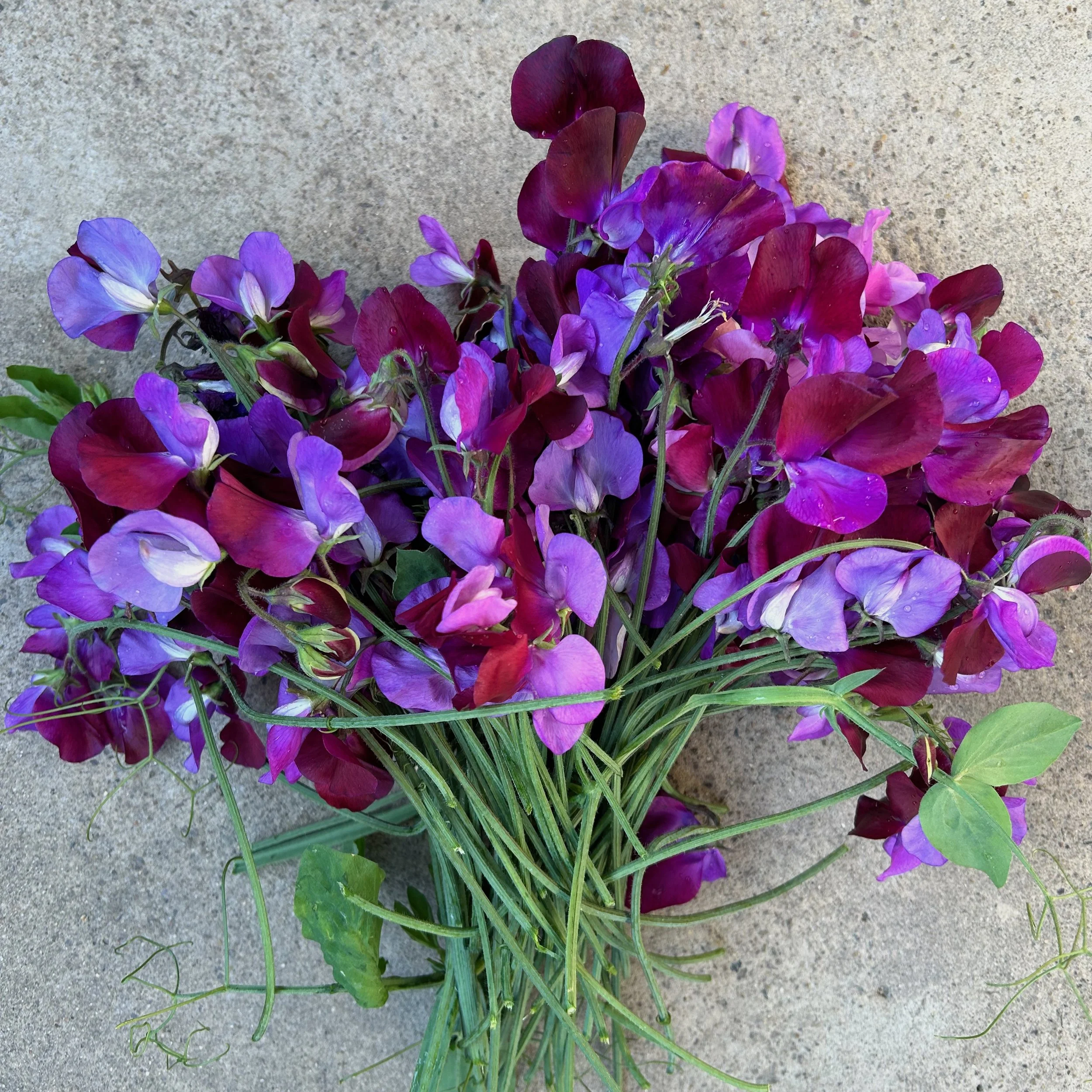 Garden Gifts in March