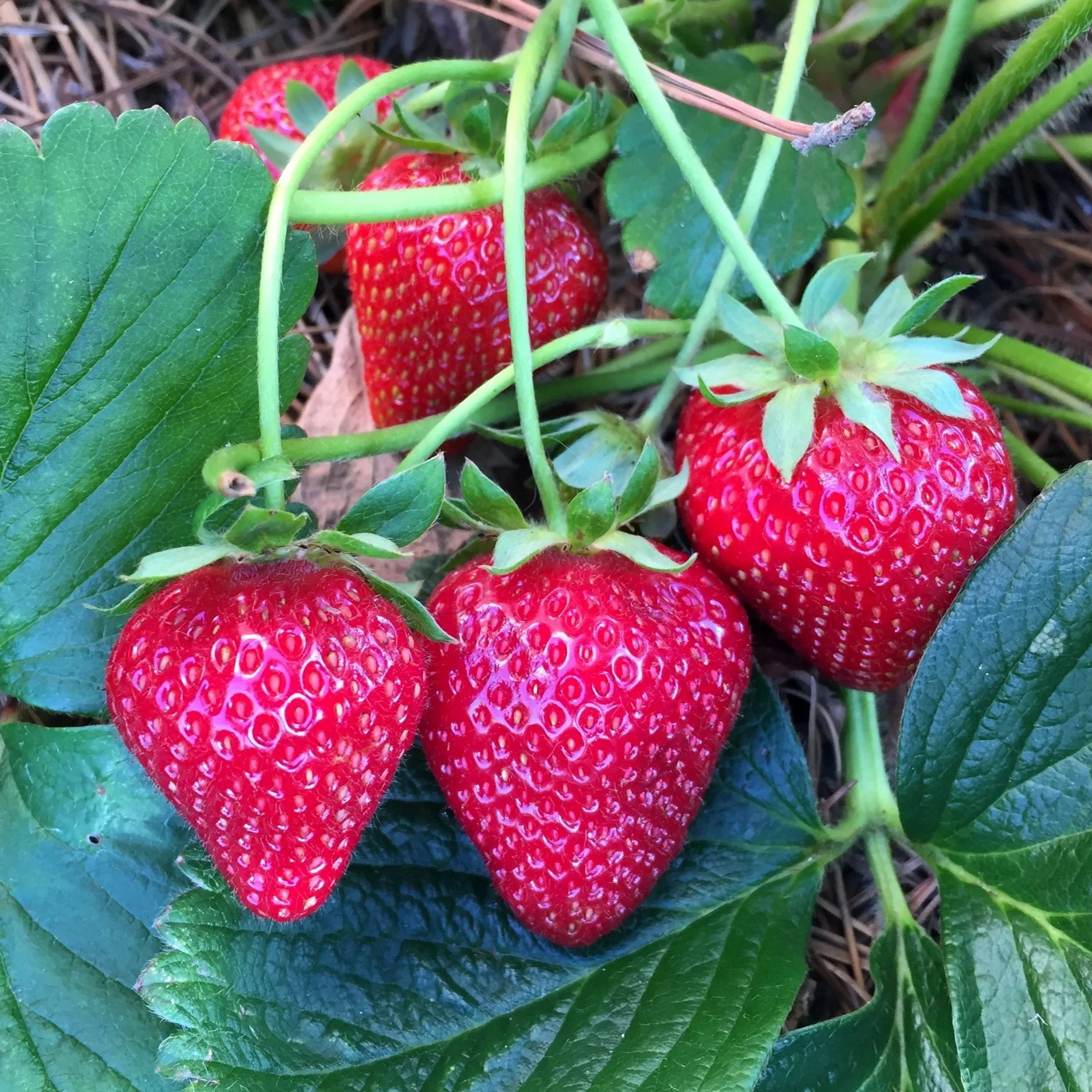 The Future of Fog in California and Strawberries