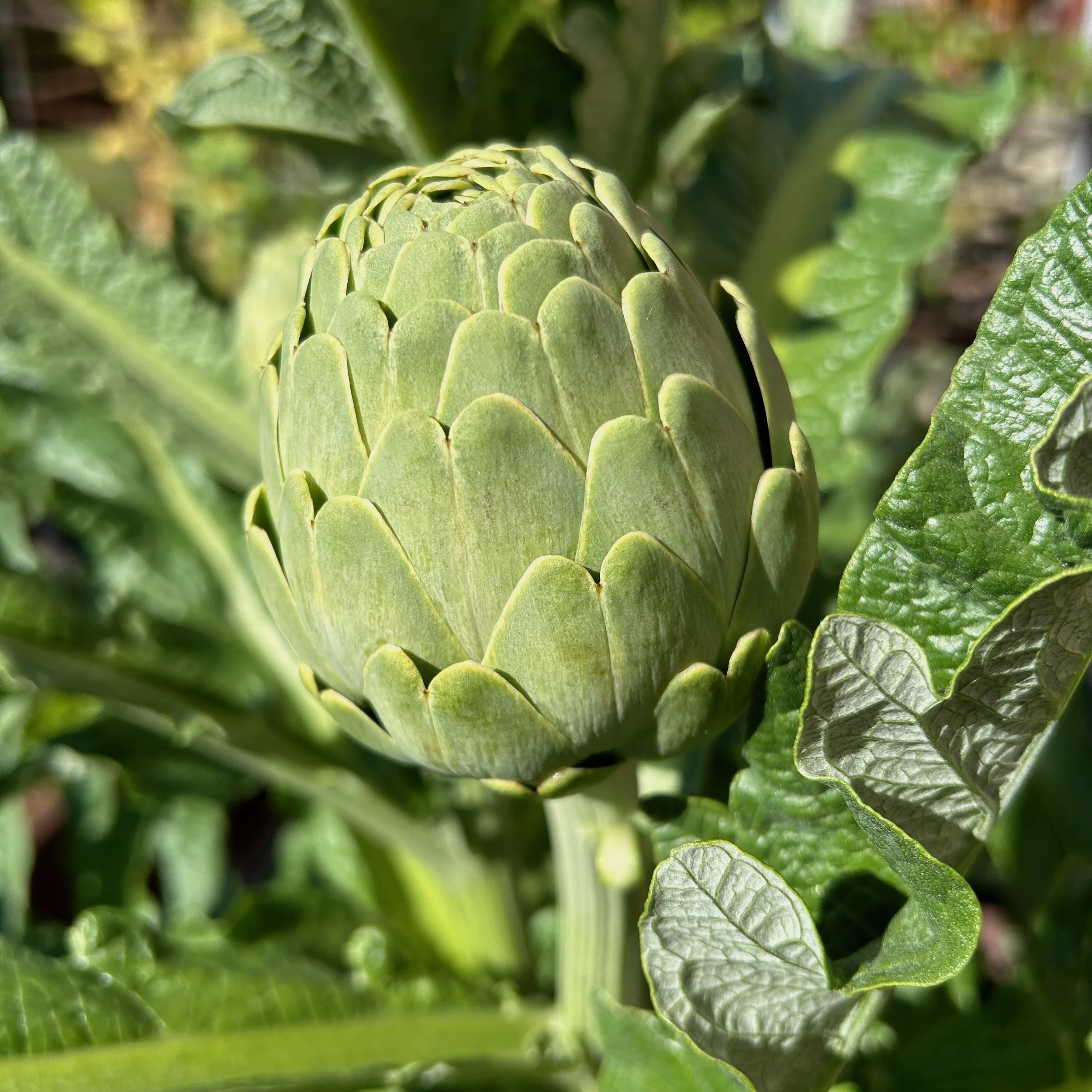 In My Garden, Early April