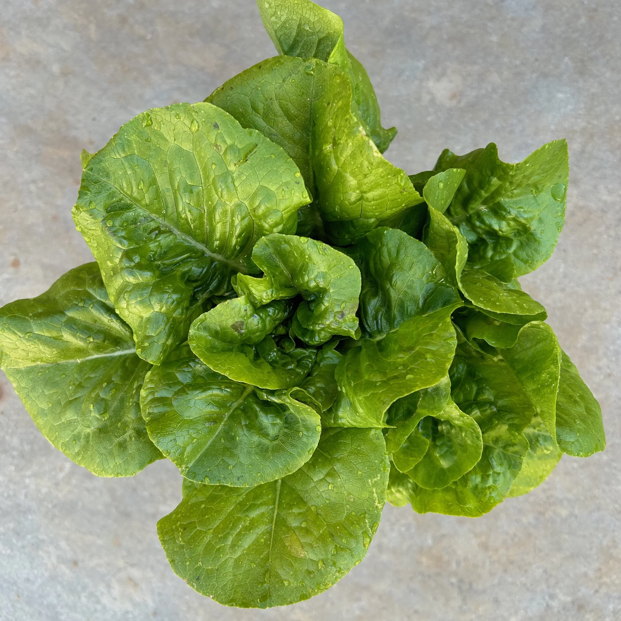 In My San Diego Garden and Kitchen