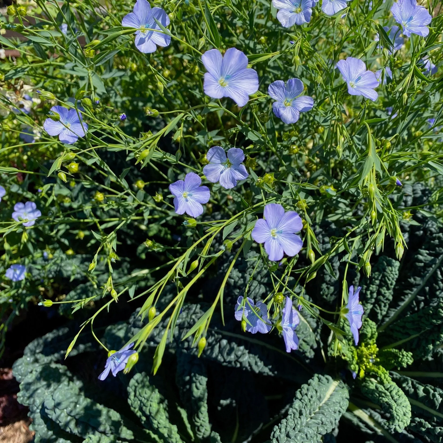 Why I grow flowers with my vegetables