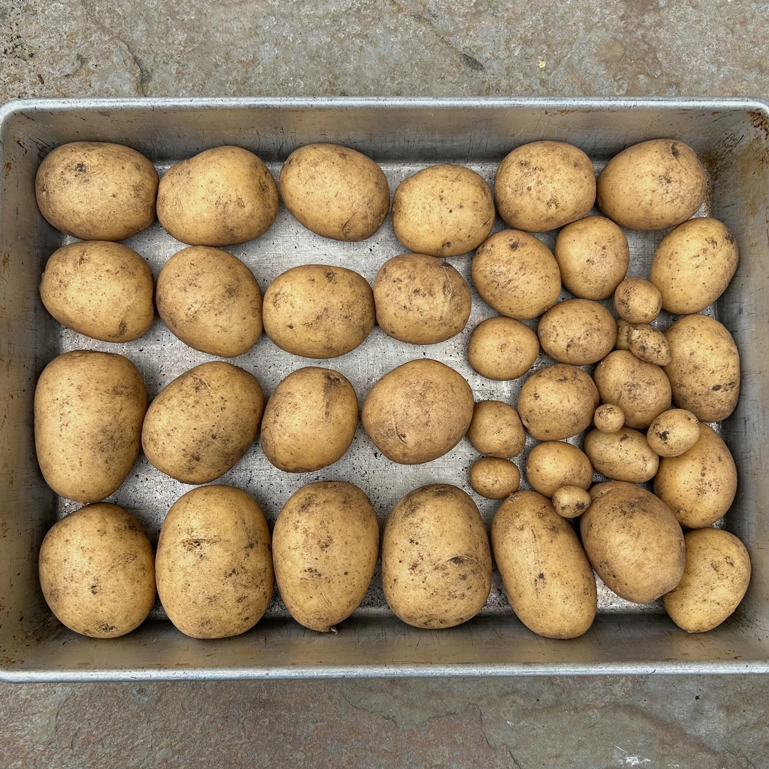 The Potato Harvest