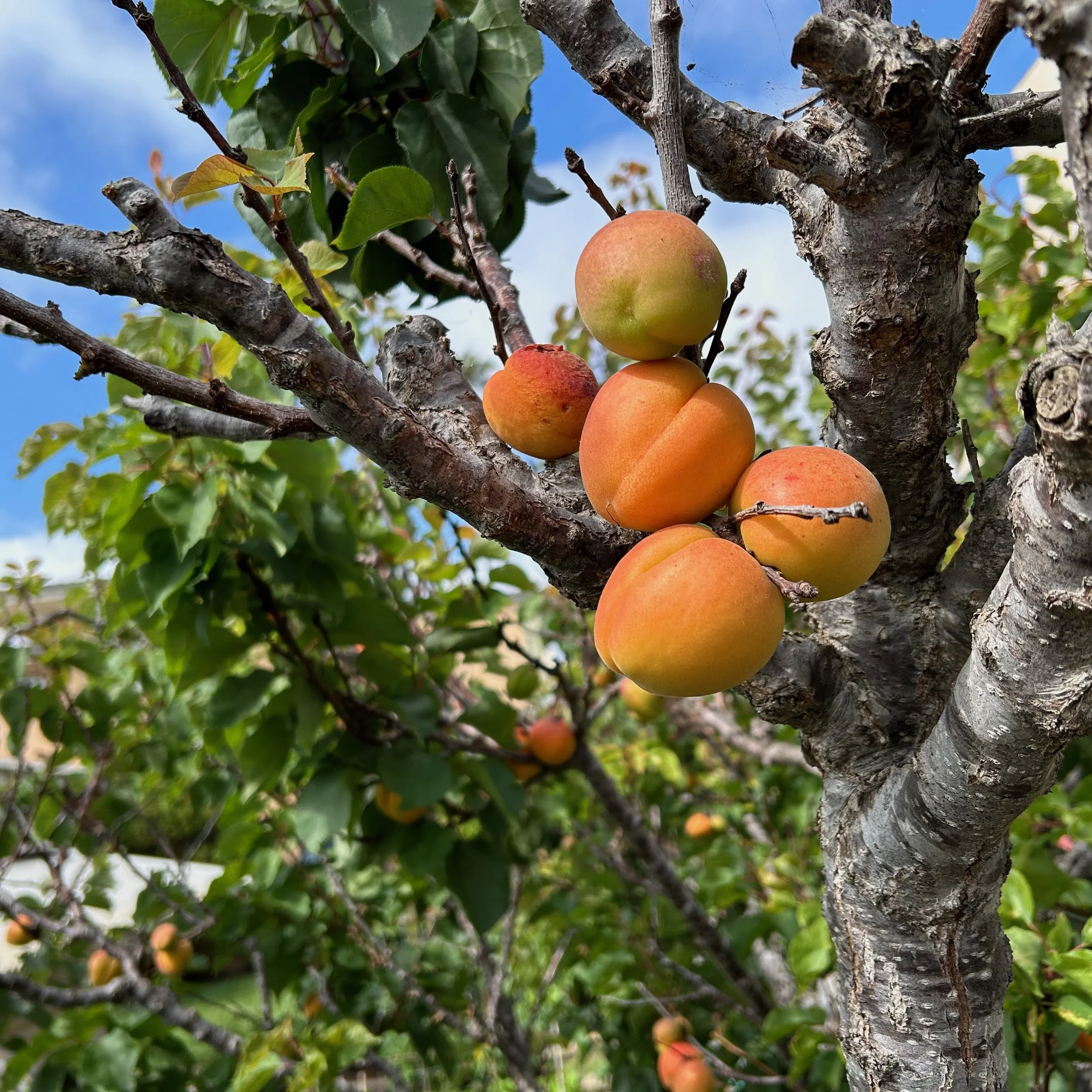 In My San Diego Garden and Kitchen