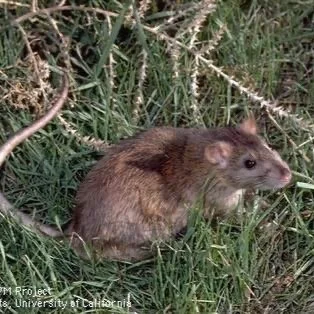 Rat Update from UC-IPM