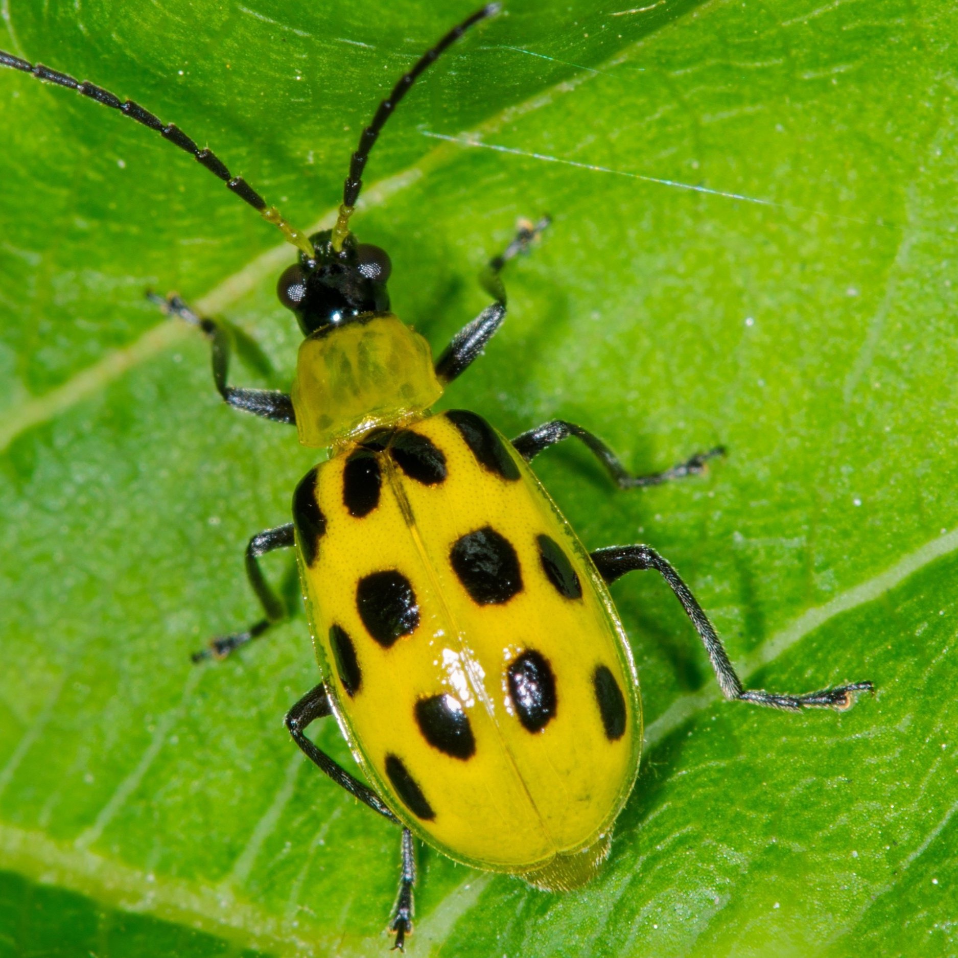 Cucumber Beetles